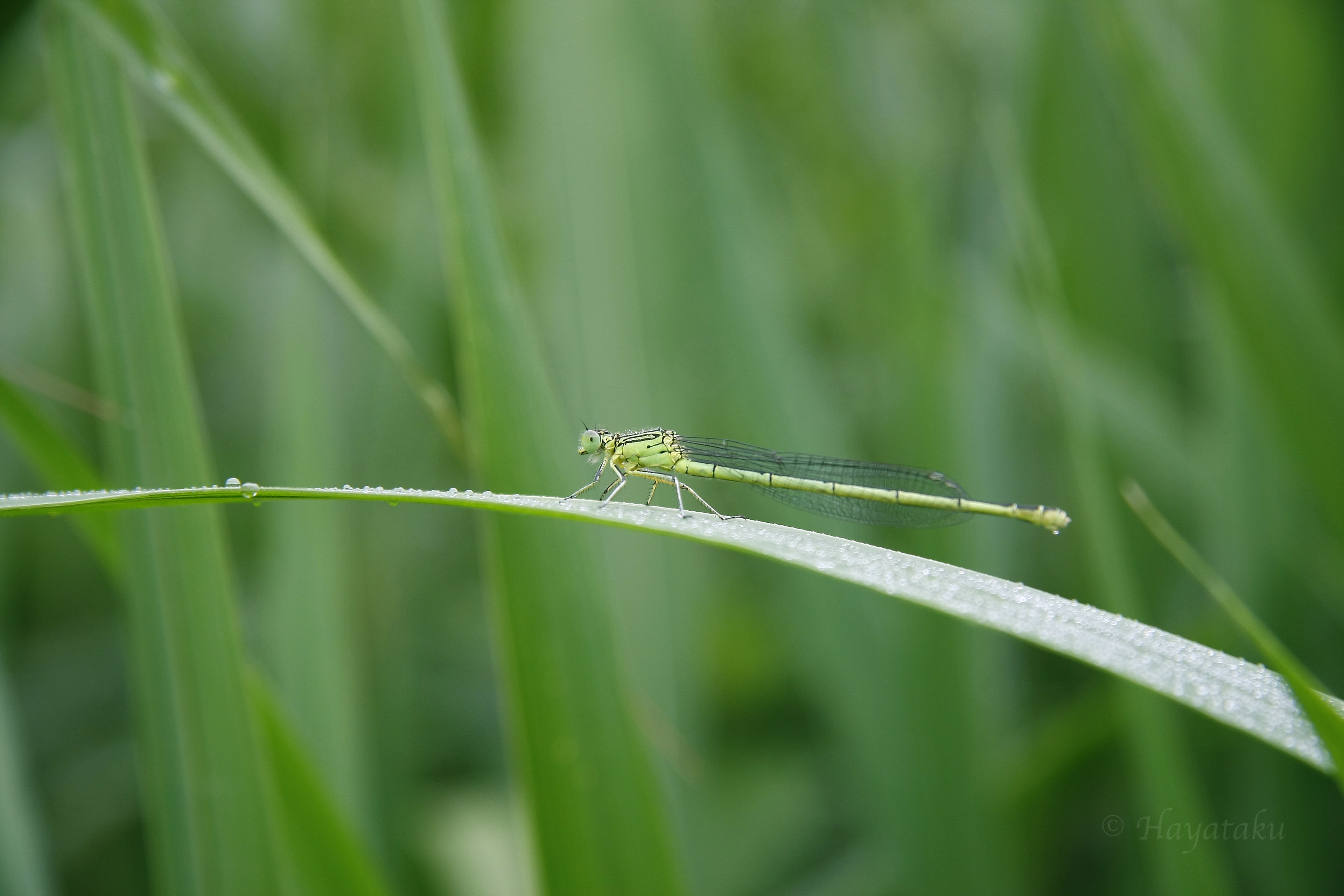 オオセスジイトトンボ