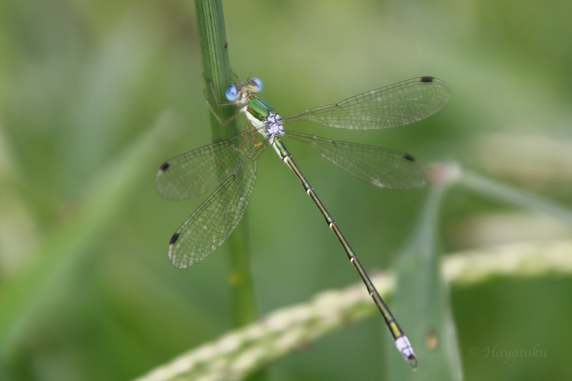 コバネアオイトトンボ