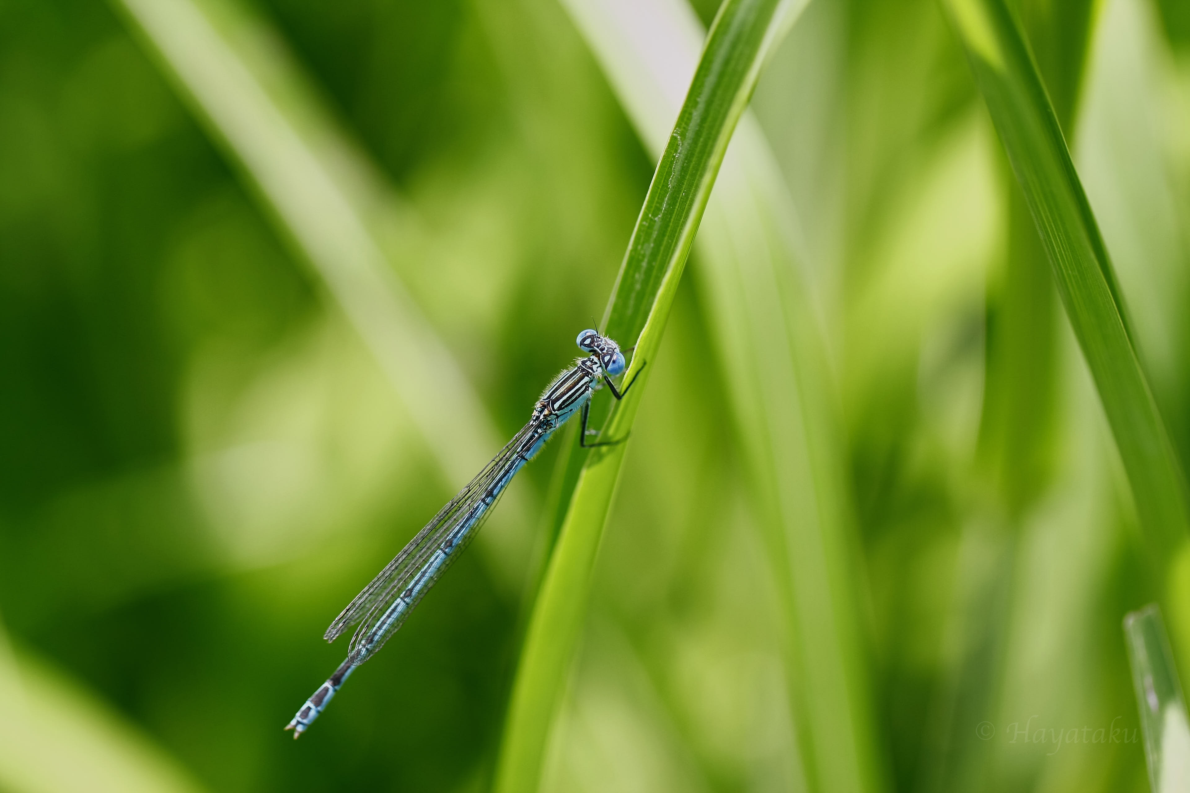 オオセスジイトトンボ