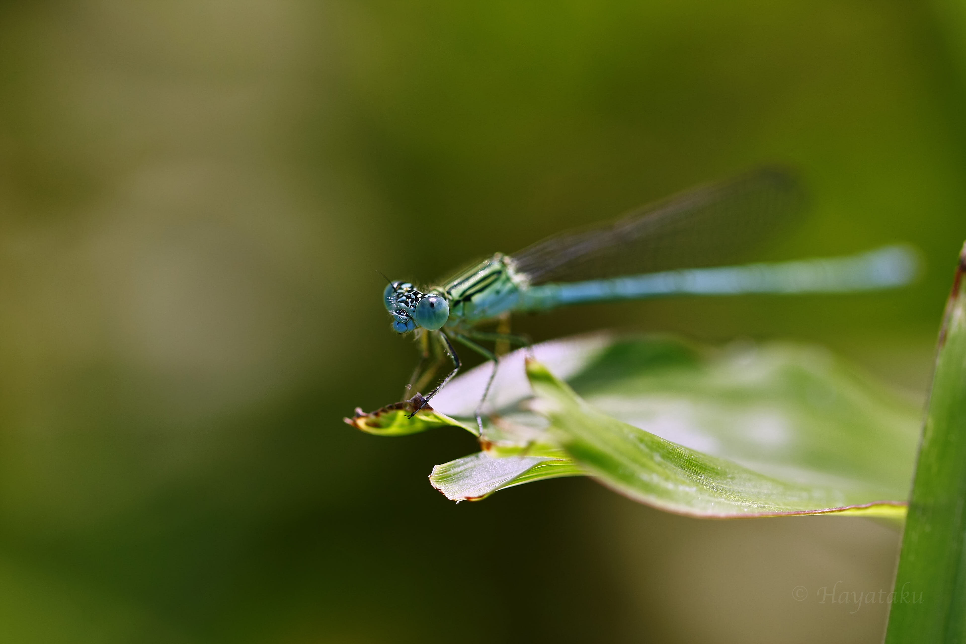 オオセスジイトトンボ