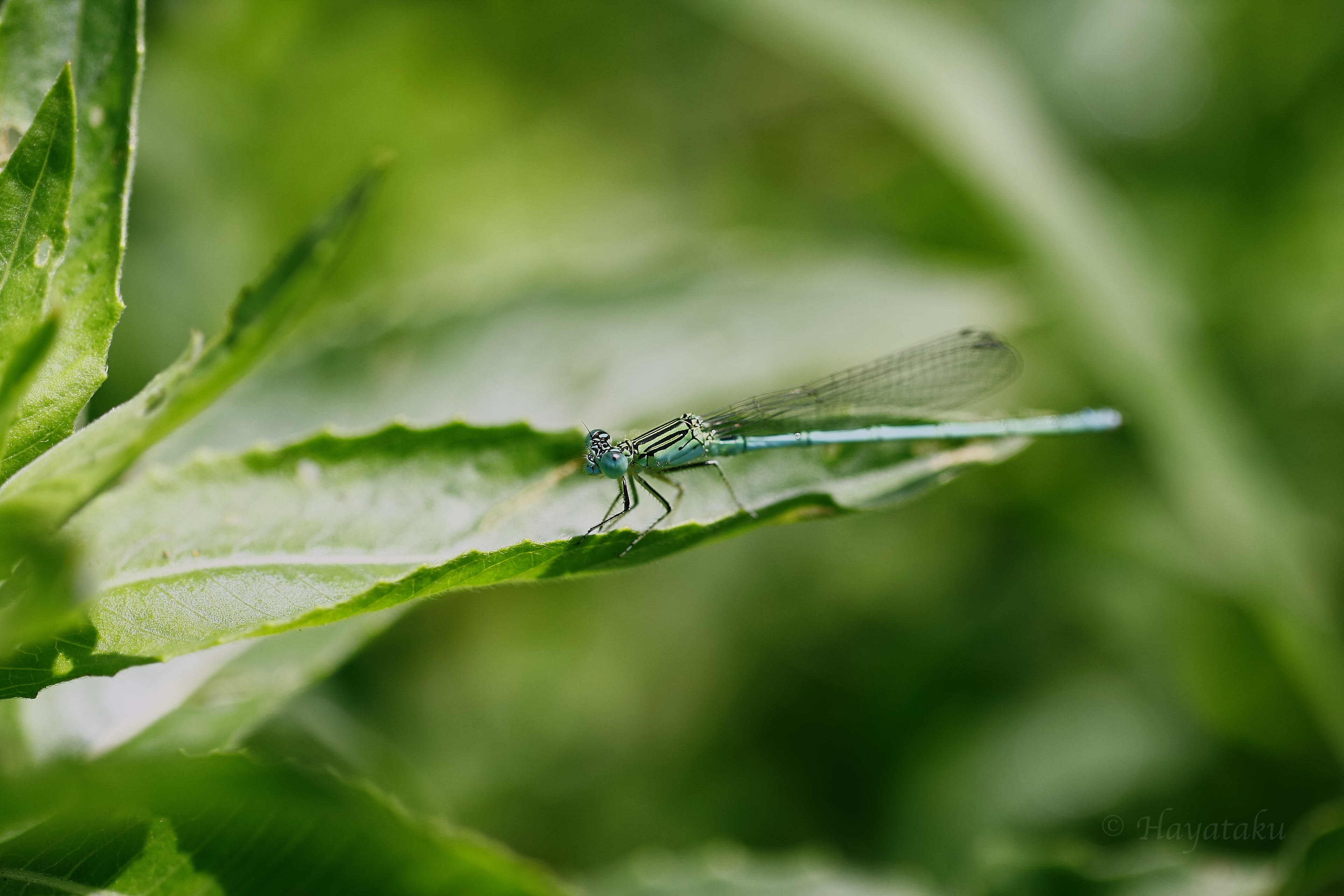 オオセスジイトトンボ