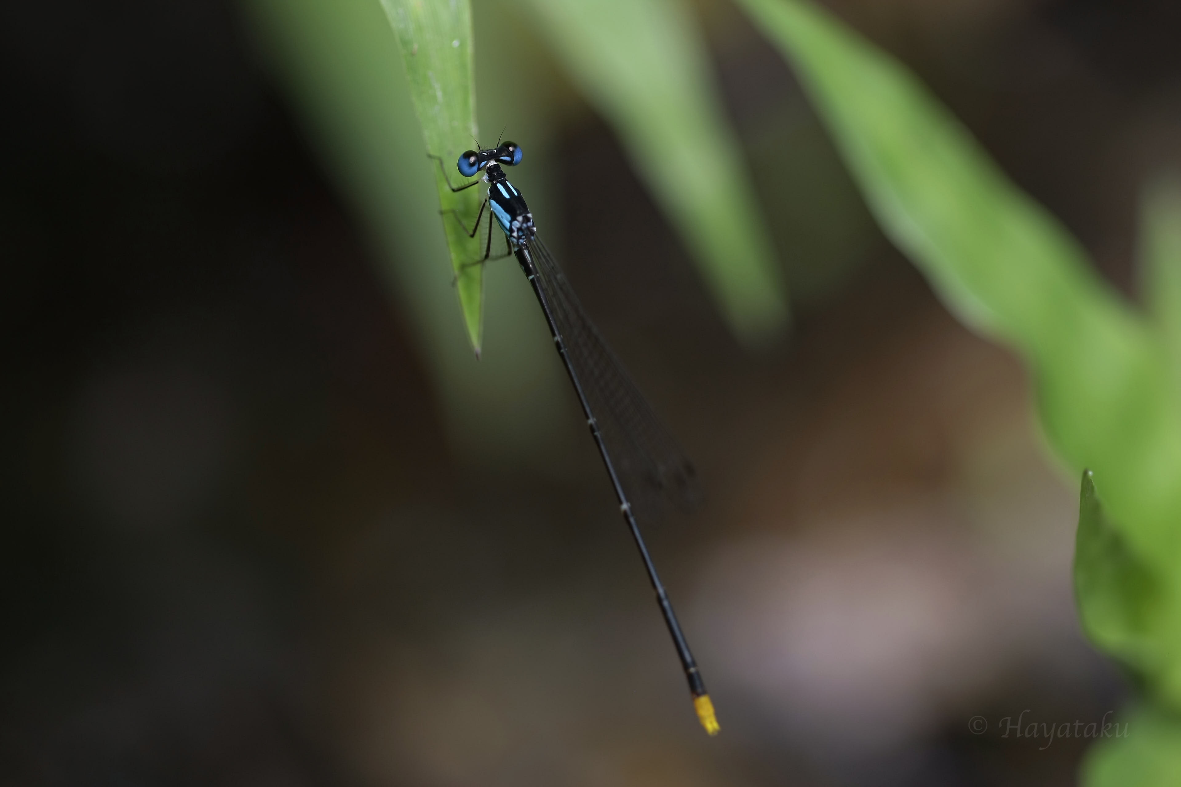 リュウキュウルリモントンボ