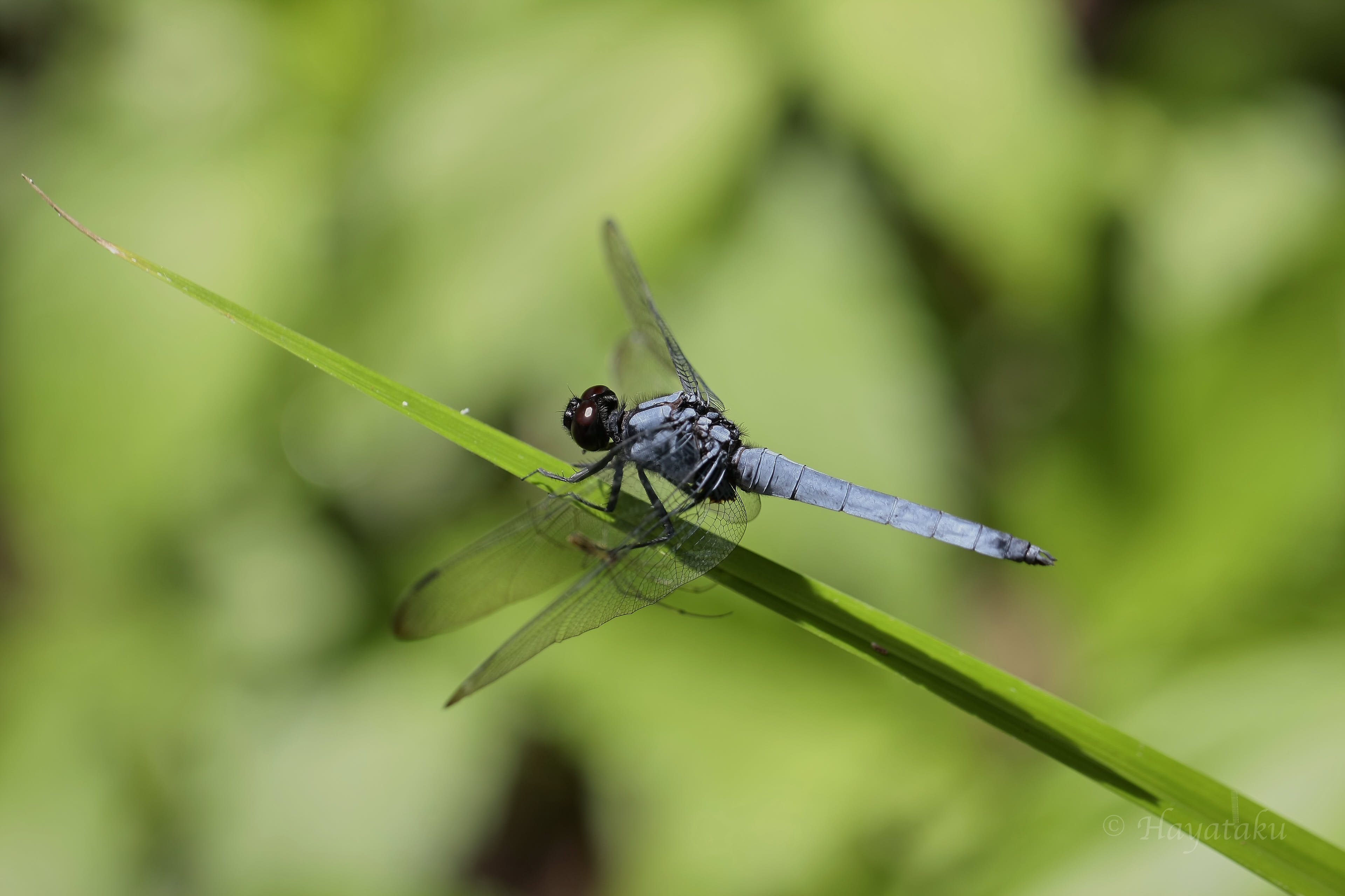 オキナワオオシオカラトンボ