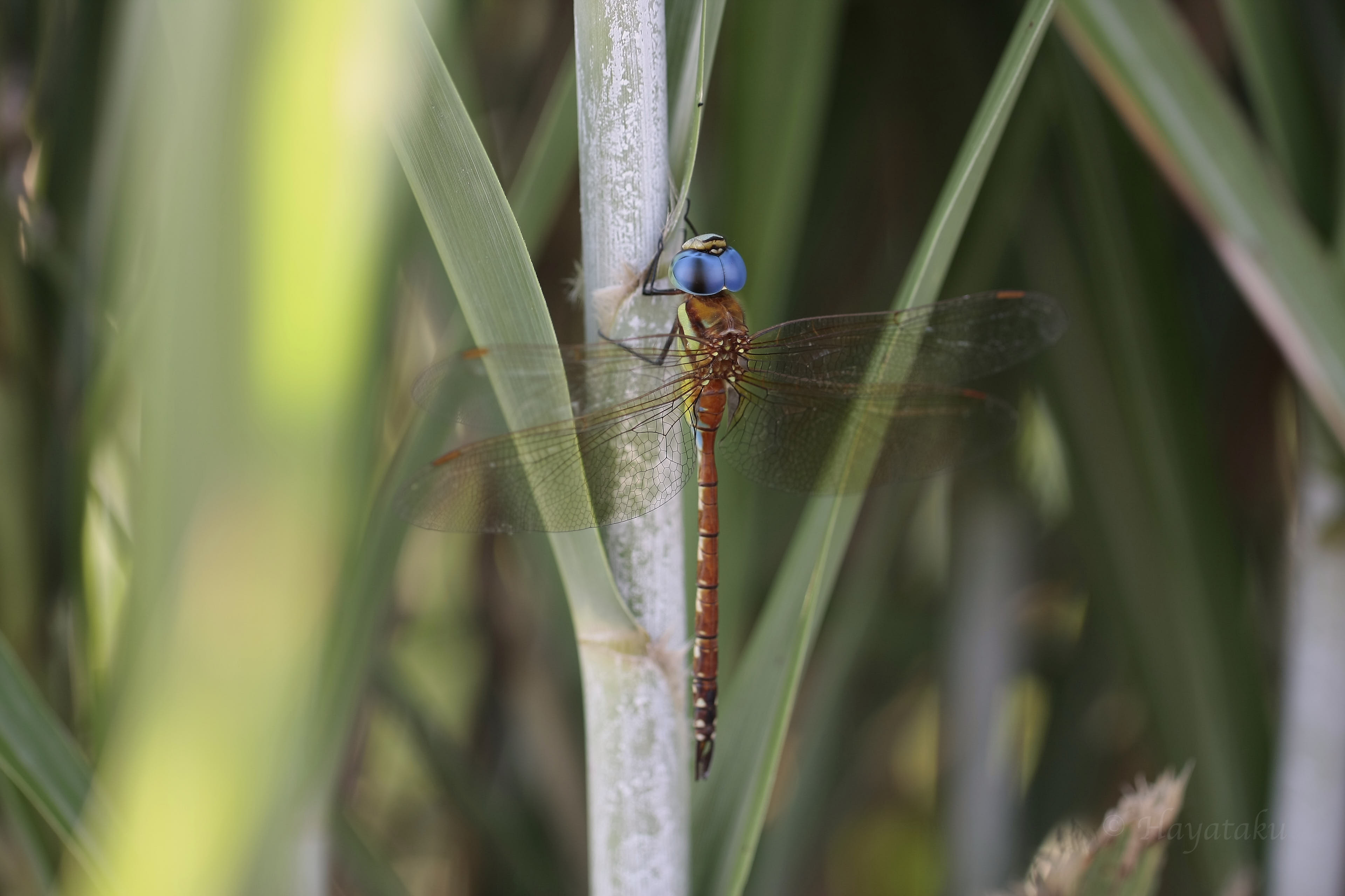 トビイロヤンマ