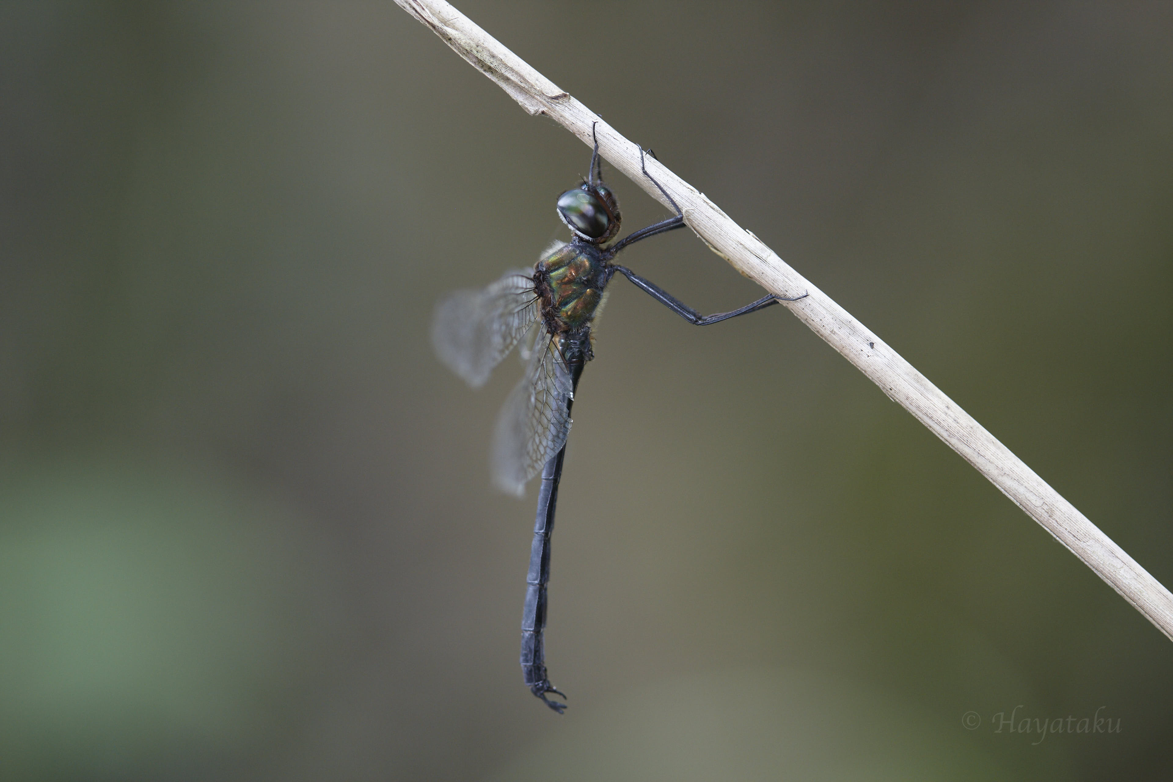 リュウキュウトンボ