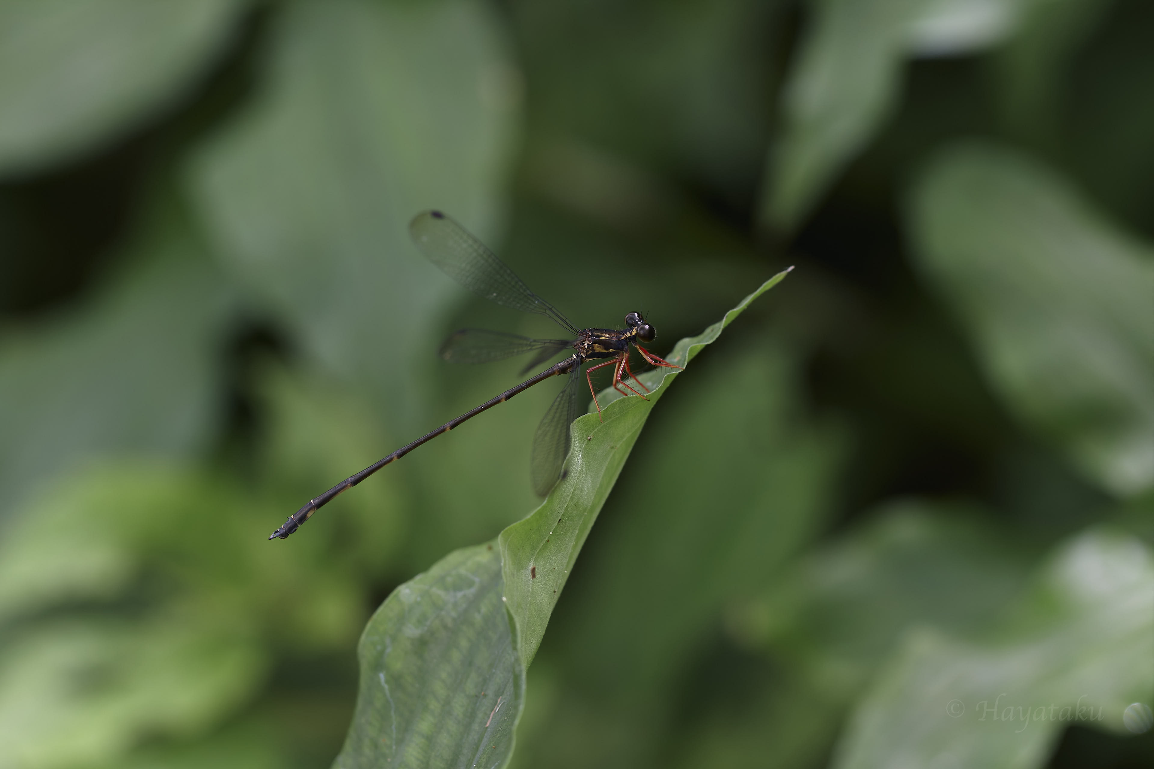 ヤンバルトゲオトンボ
