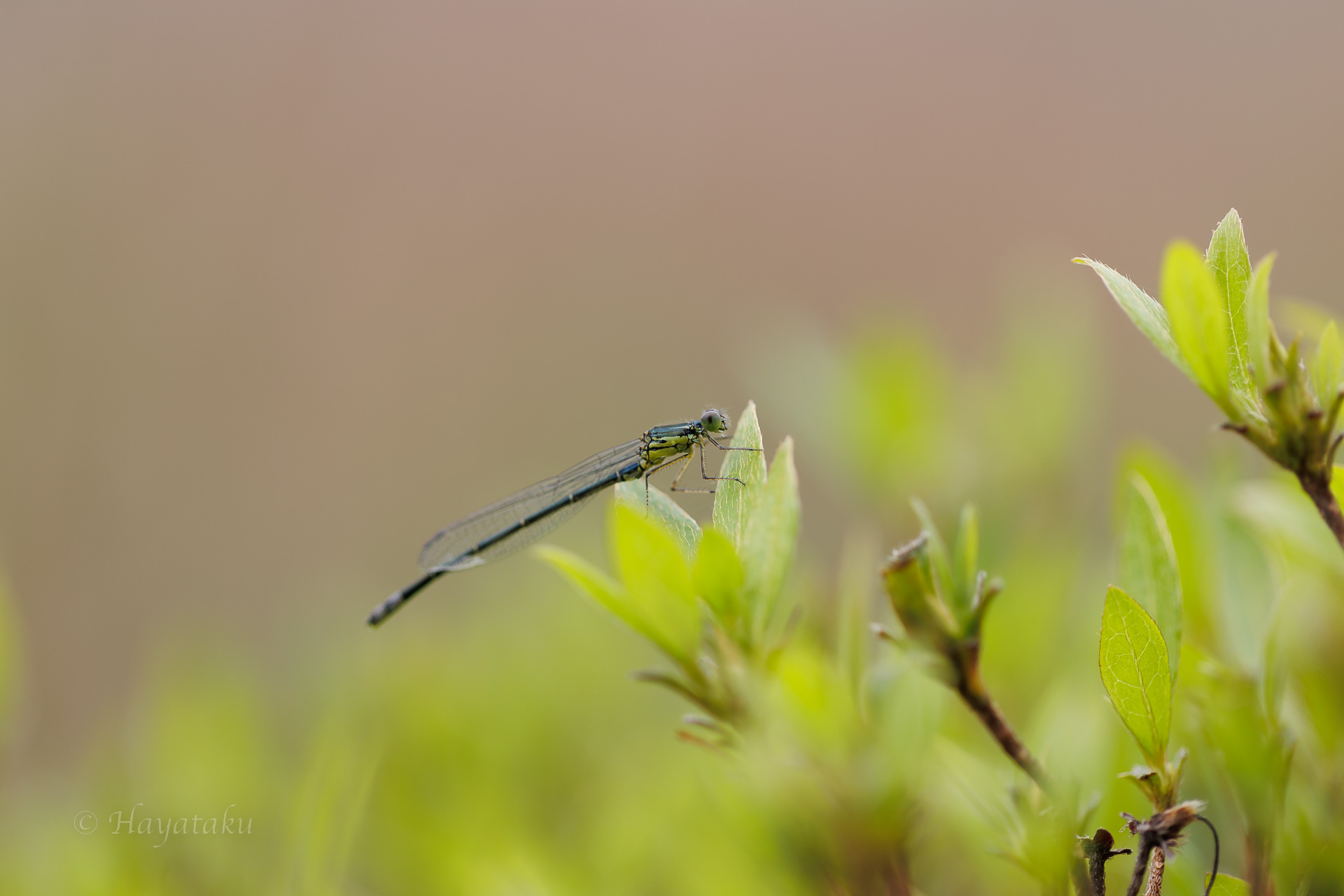 クロイトトンボ
