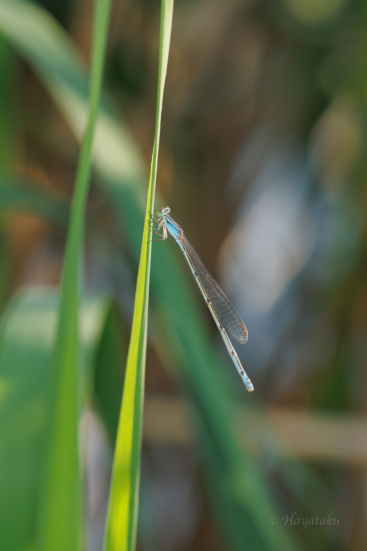 ホソミイトトンボ