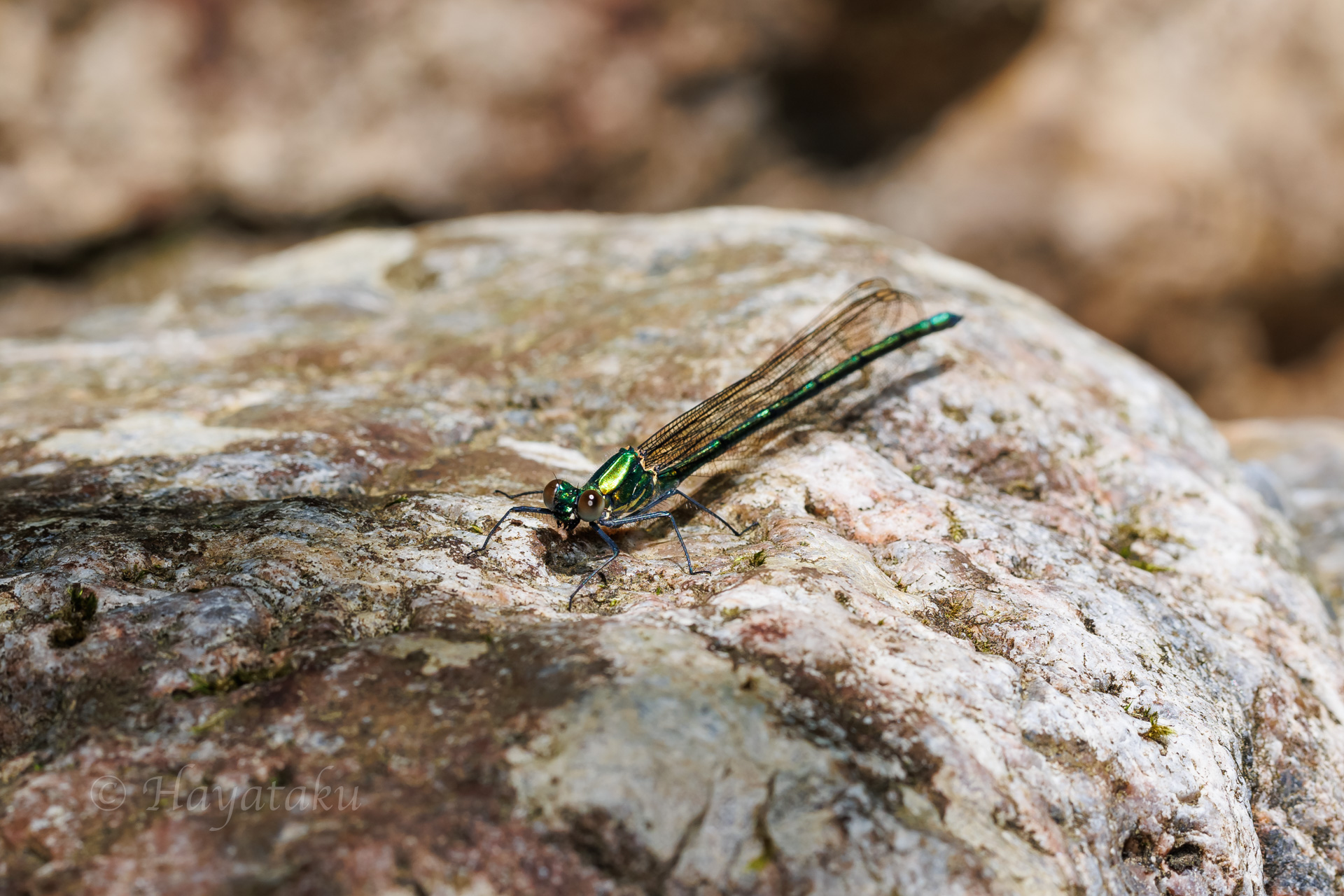 アサヒナカワトンボ