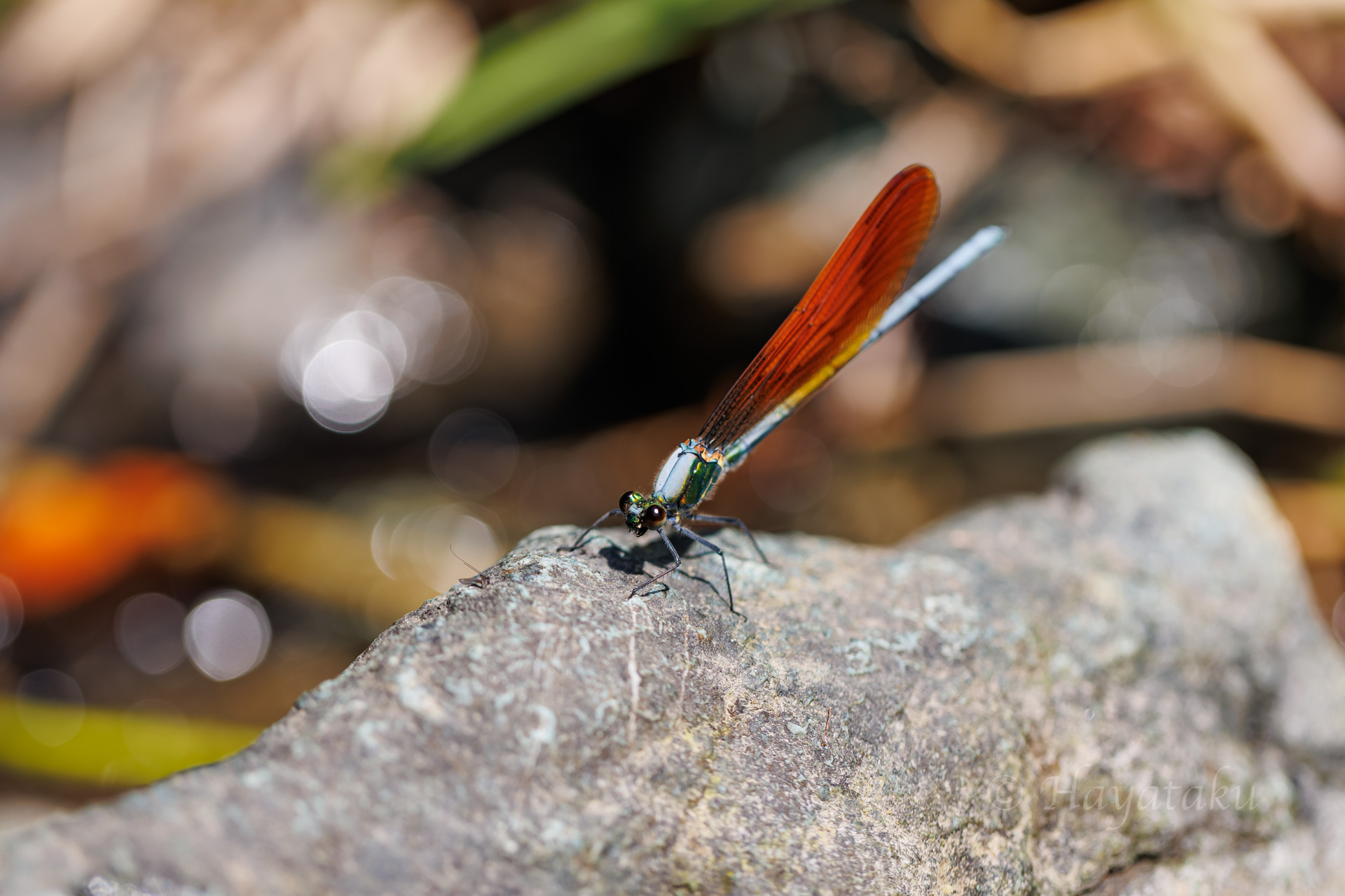 アサヒナカワトンボ