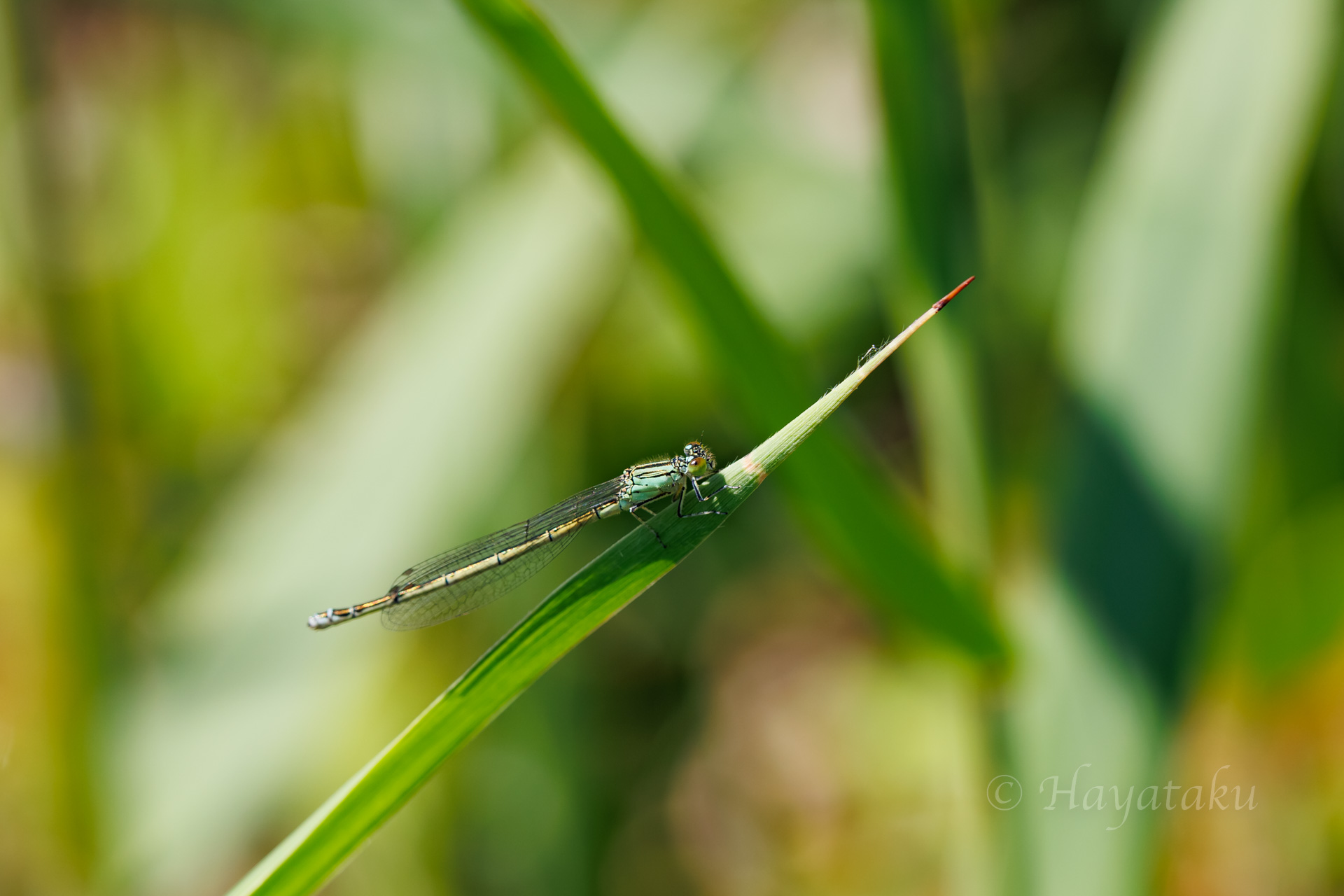 セスジイトトンボ