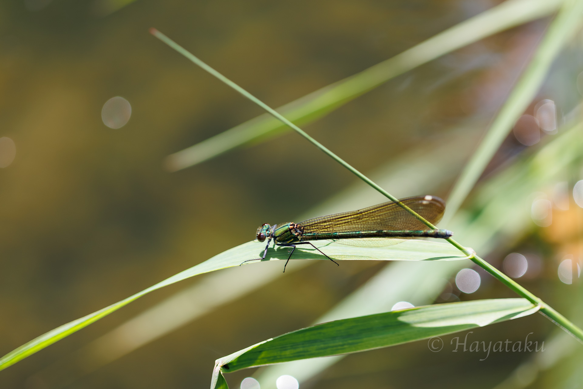 アオハダトンボ