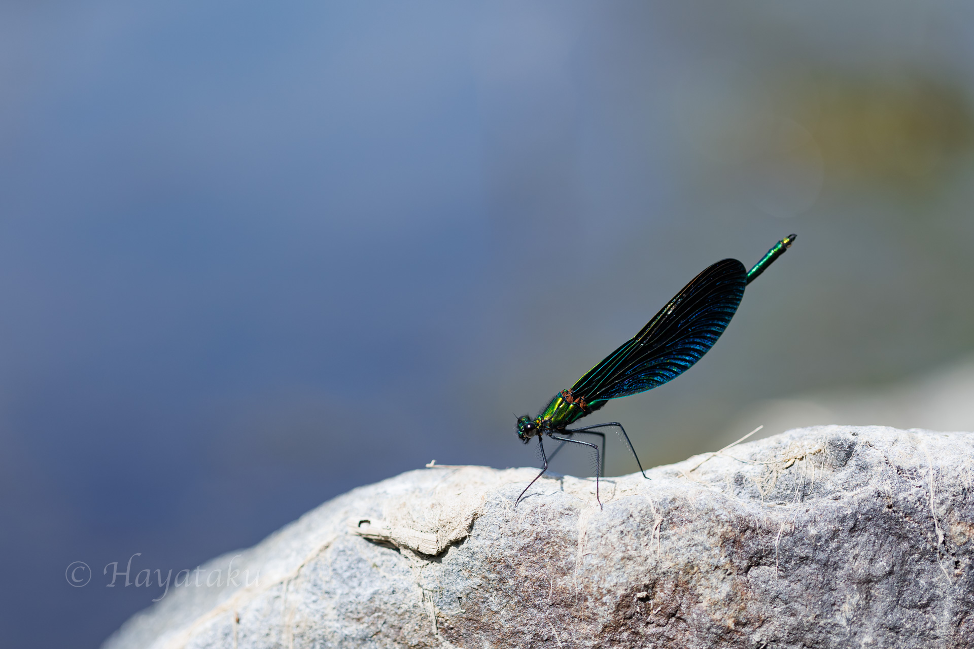 アオハダトンボ
