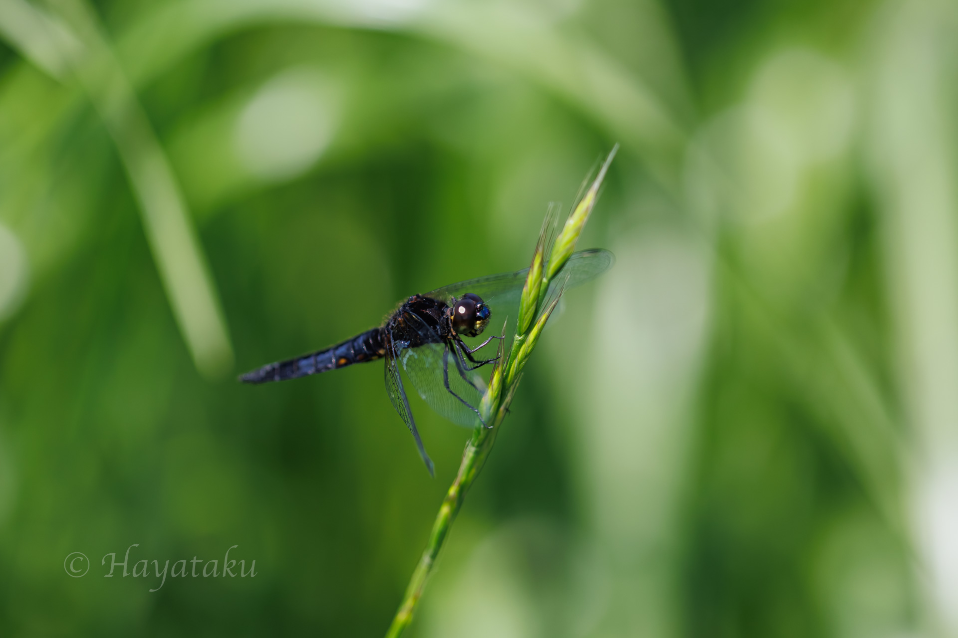 ハラビロトンボ