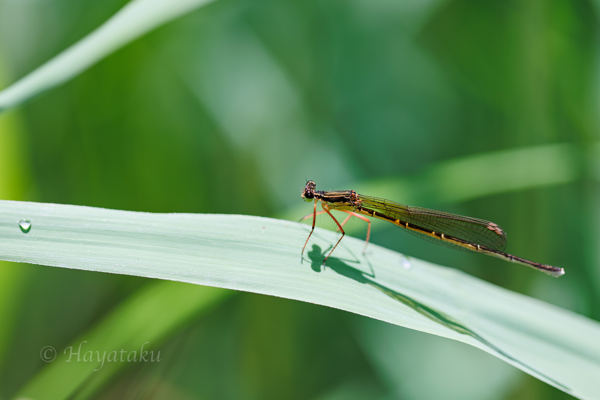 オオモノサシトンボ
