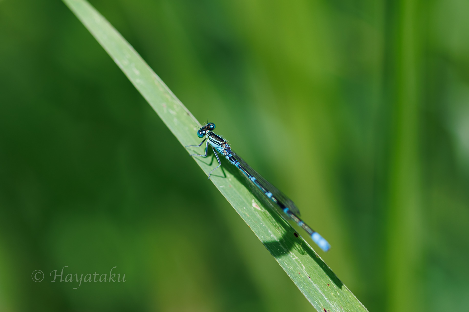 セスジイトトンボ