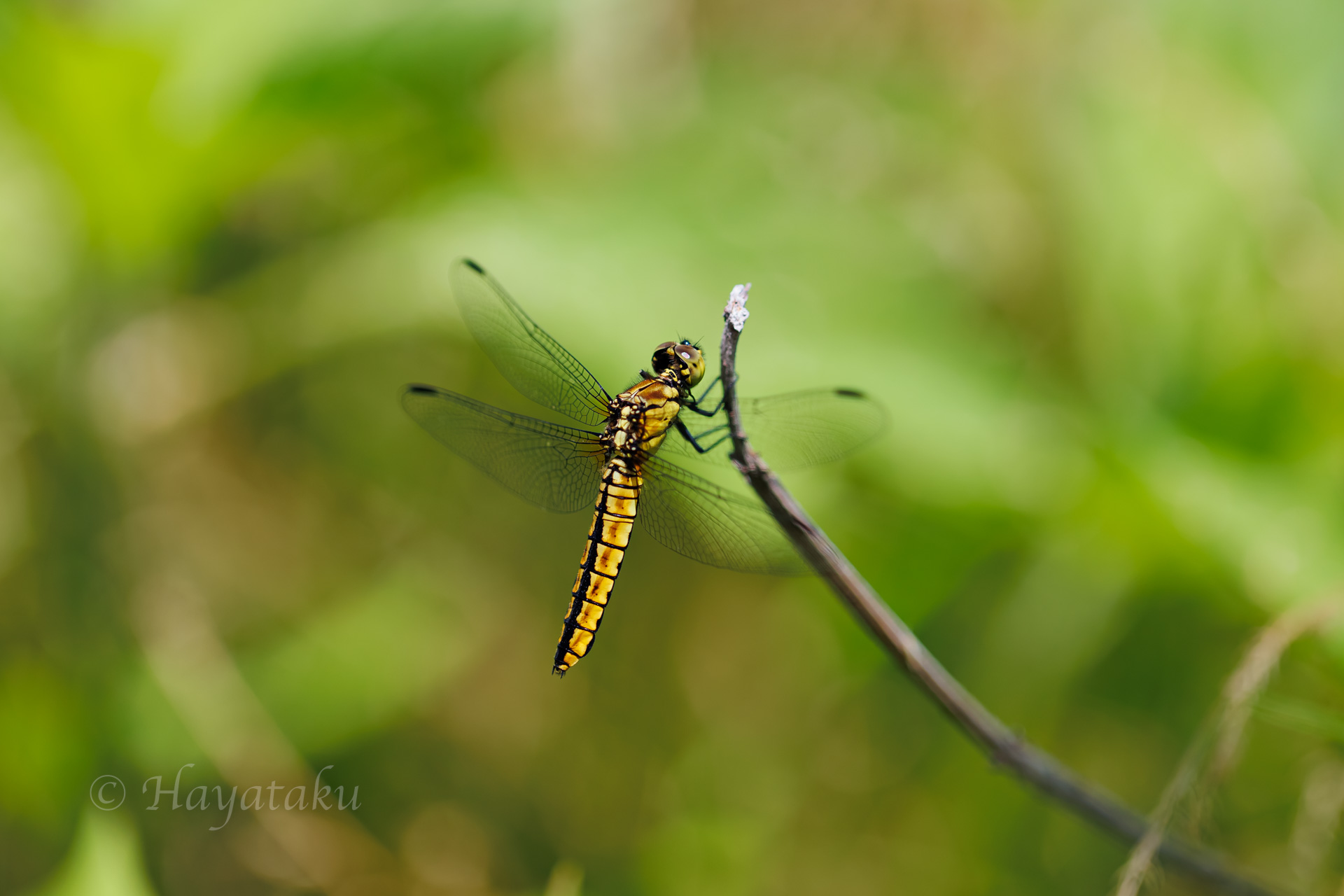 ハラビロトンボ