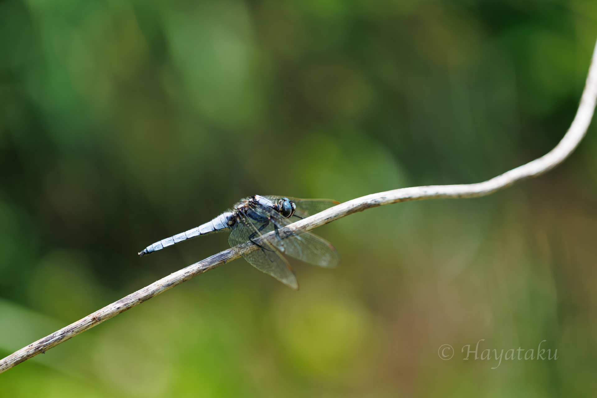 シオヤトンボ