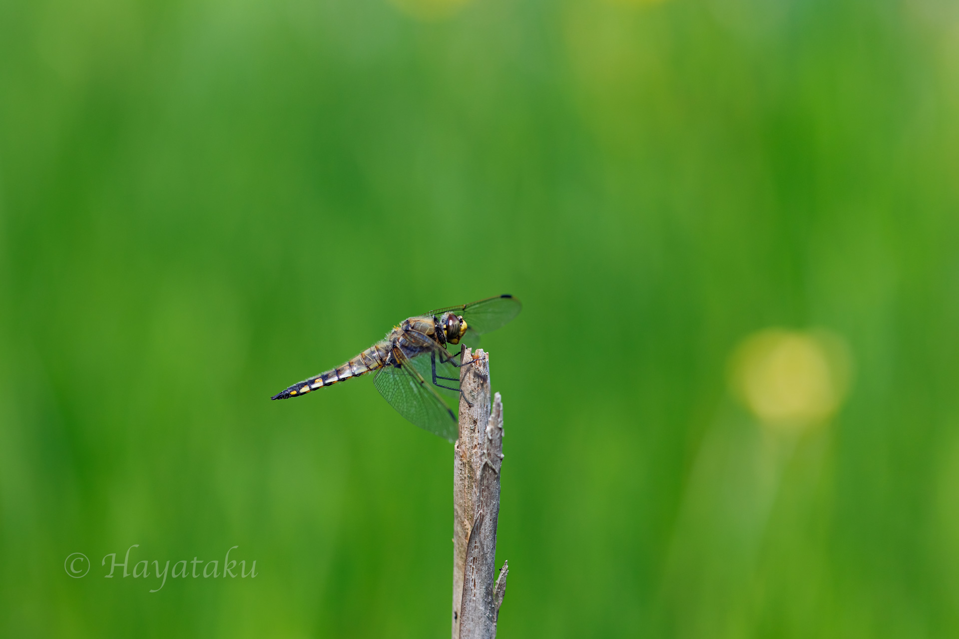 ヨツボシトンボ