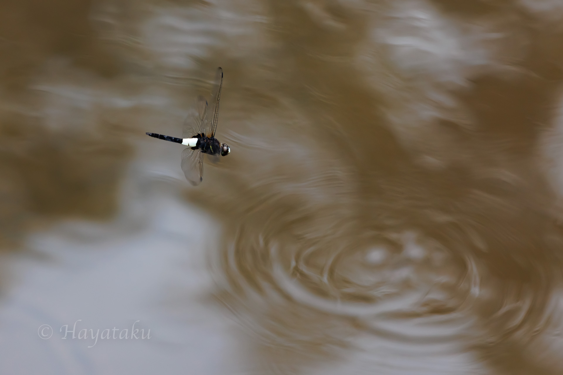 コシアキトンボ