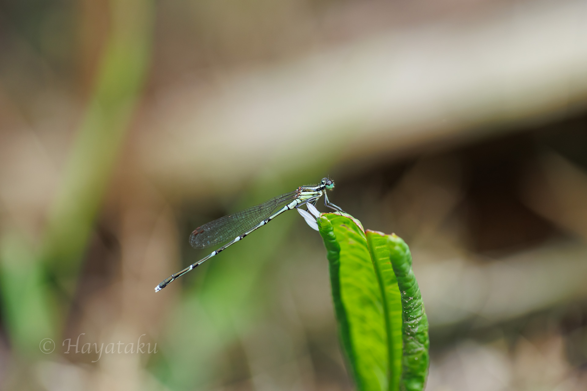 グンバイトンボ