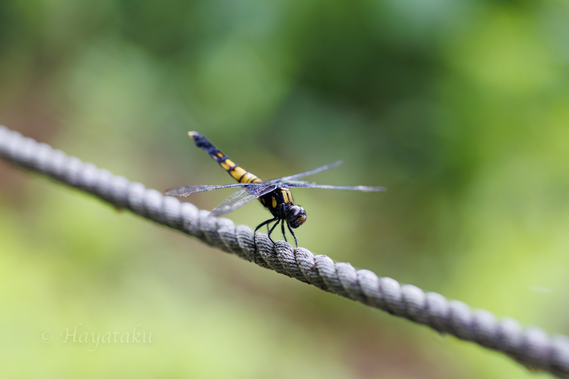 オオシオカラトンボ
