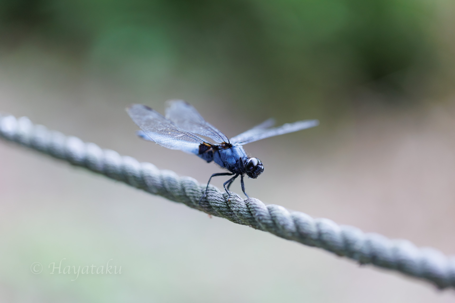 オオシオカラトンボ
