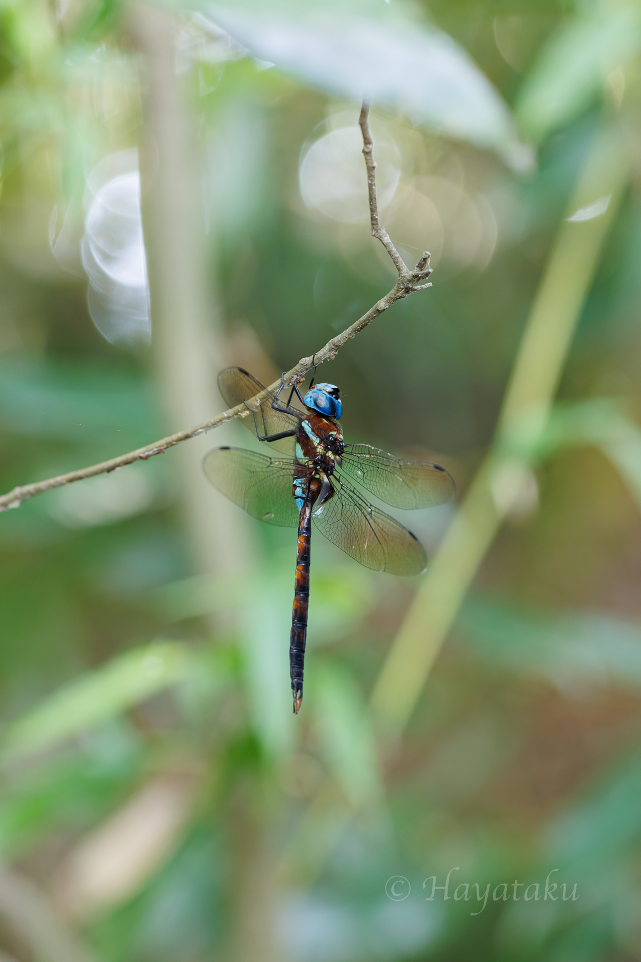 マルタンヤンマ
