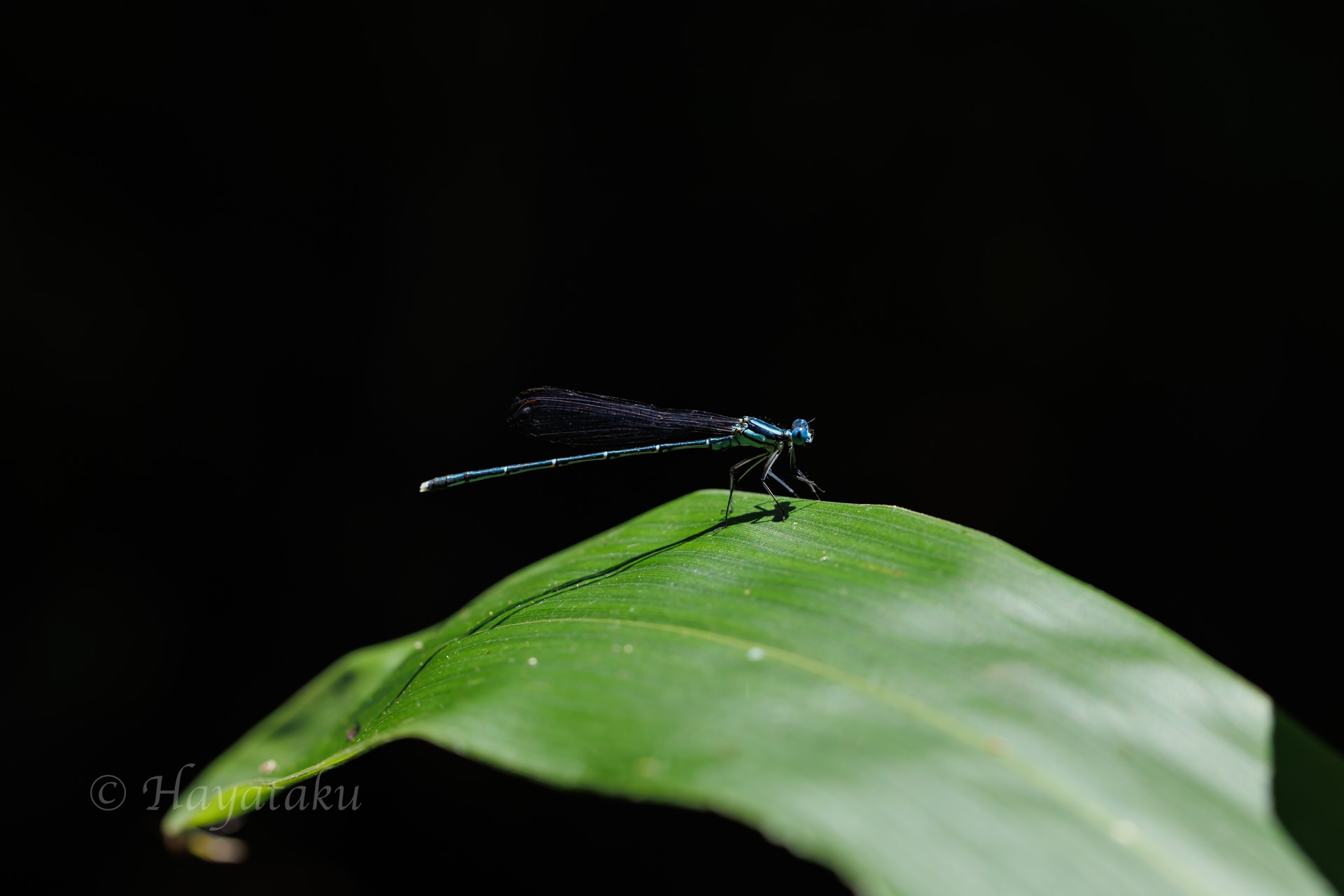 アマゴイルリトンボ