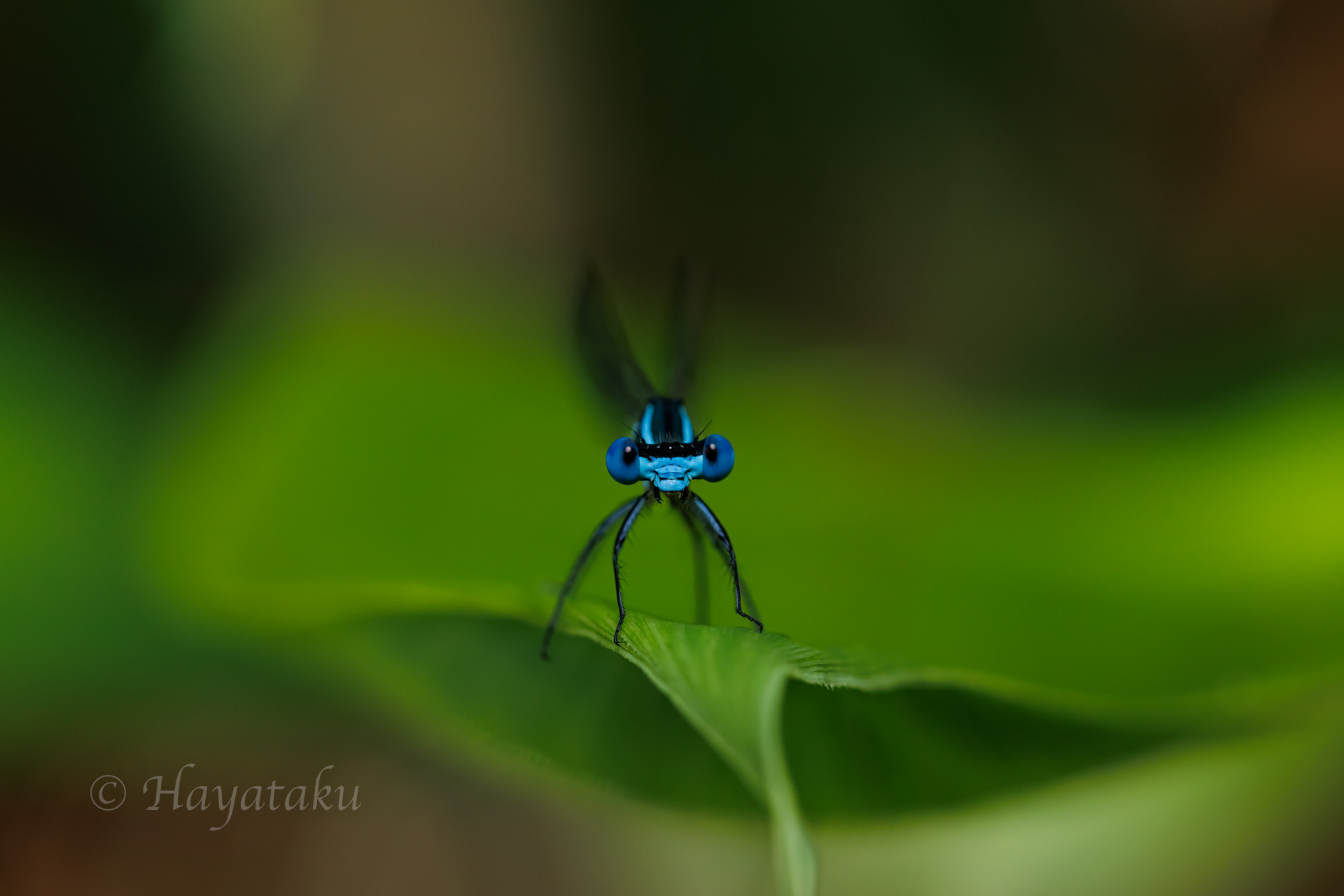 アマゴイルリトンボ