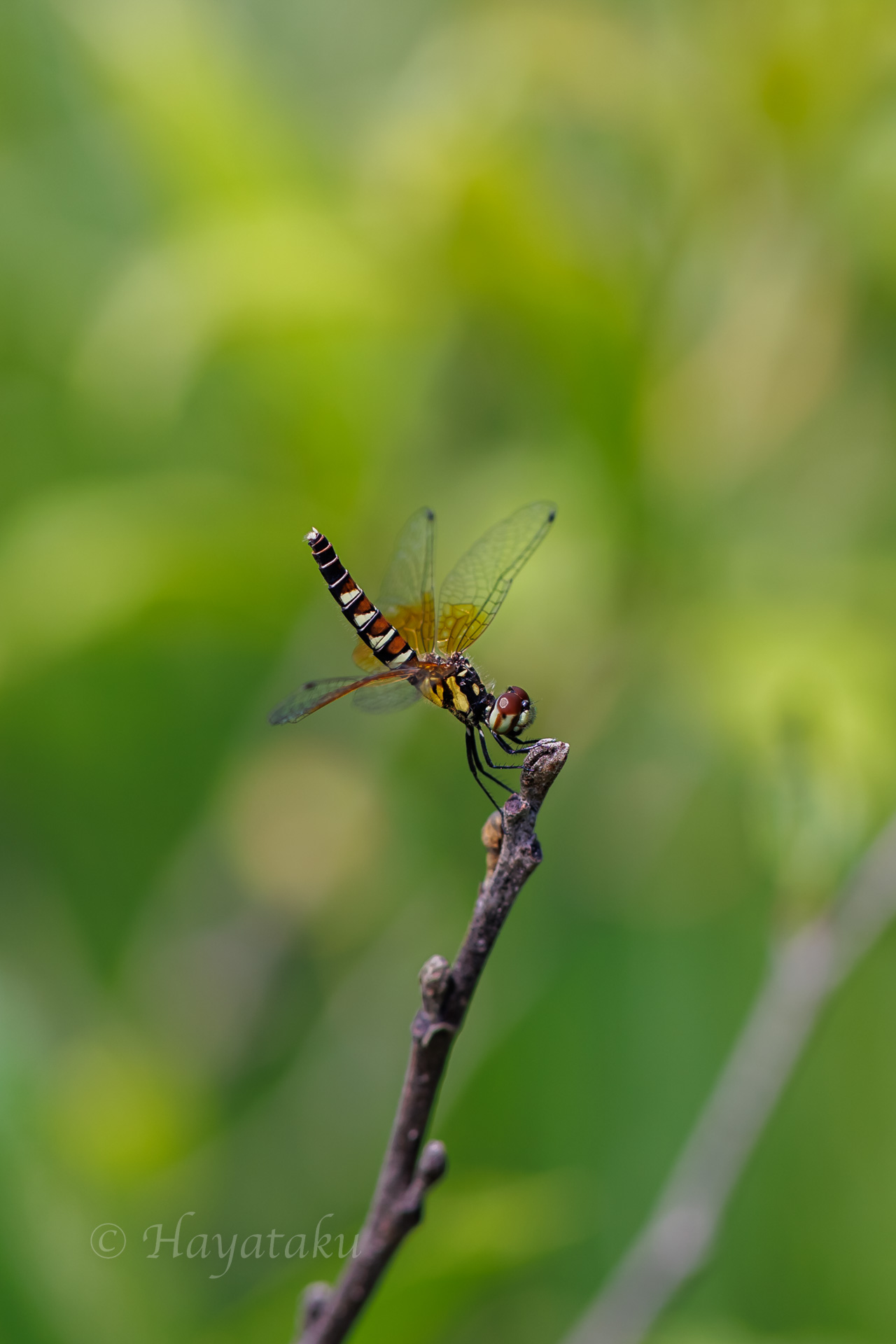 ハッチョウトンボ