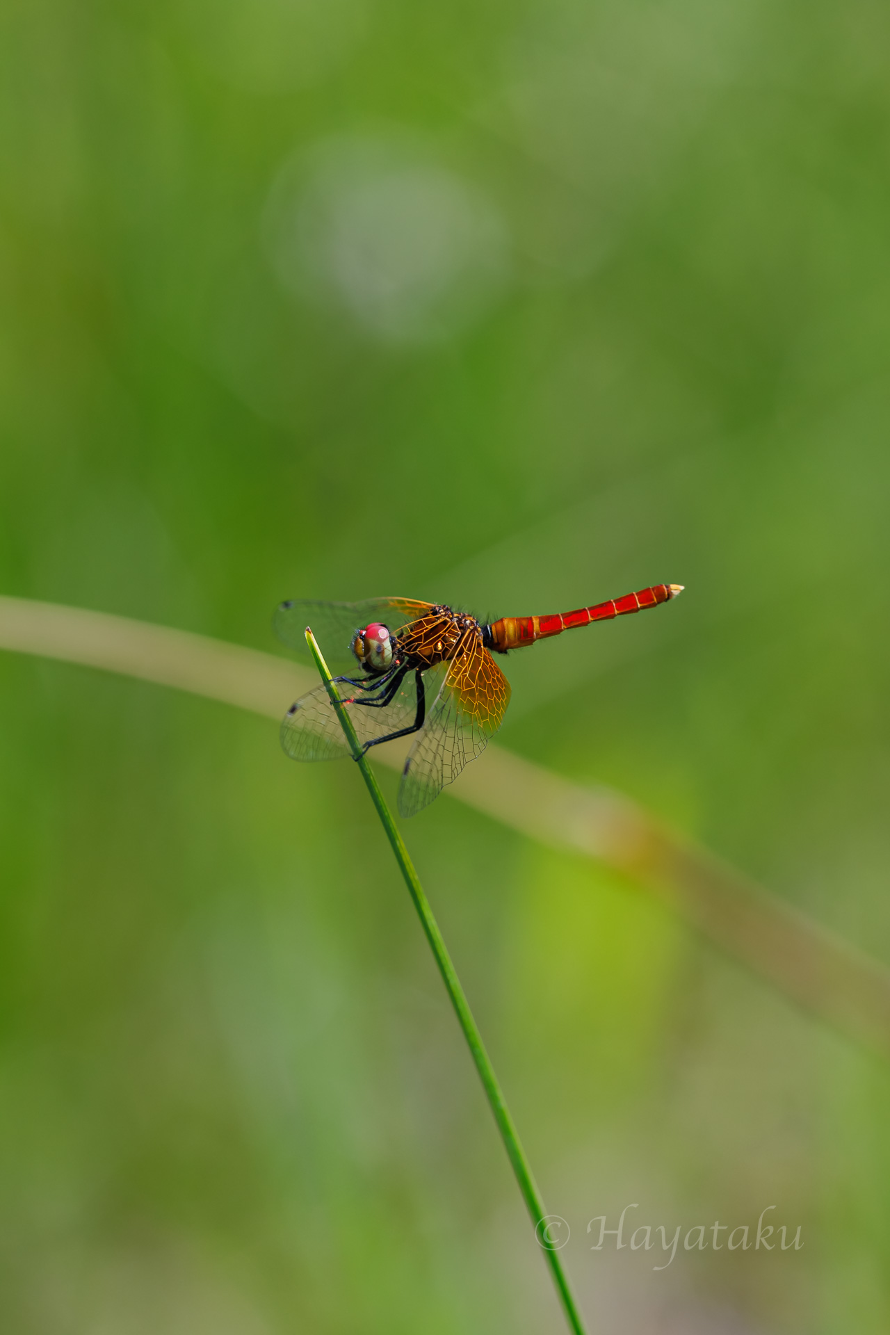 ハッチョウトンボ