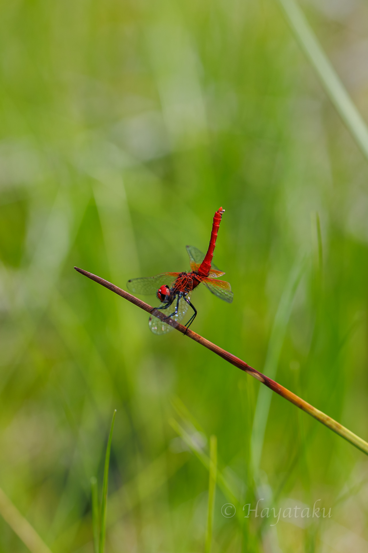 ハッチョウトンボ