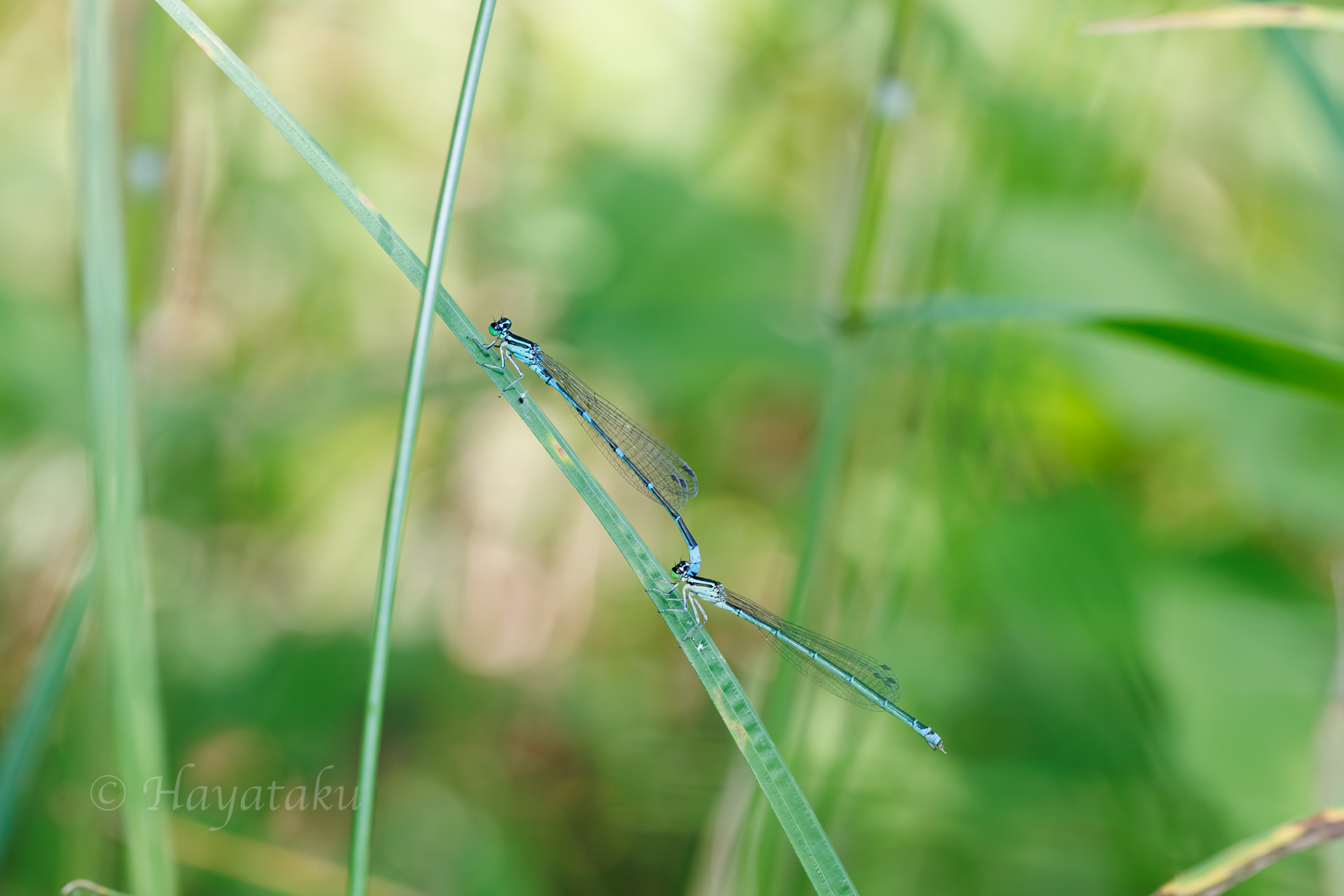 オゼイトトンボ