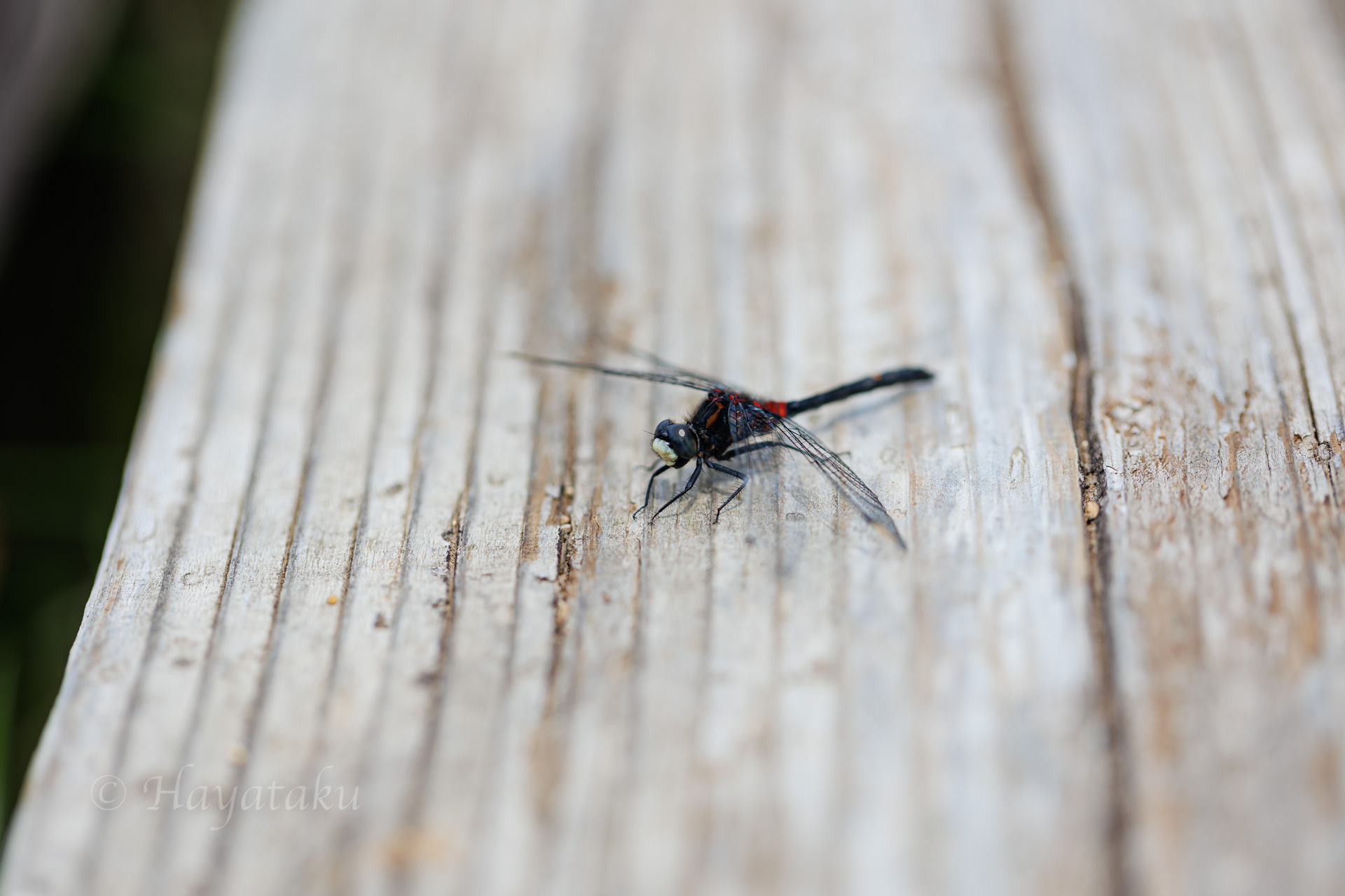 カオジロトンボ