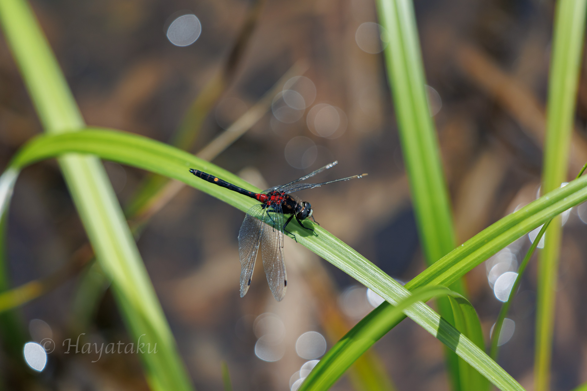 カオジロトンボ