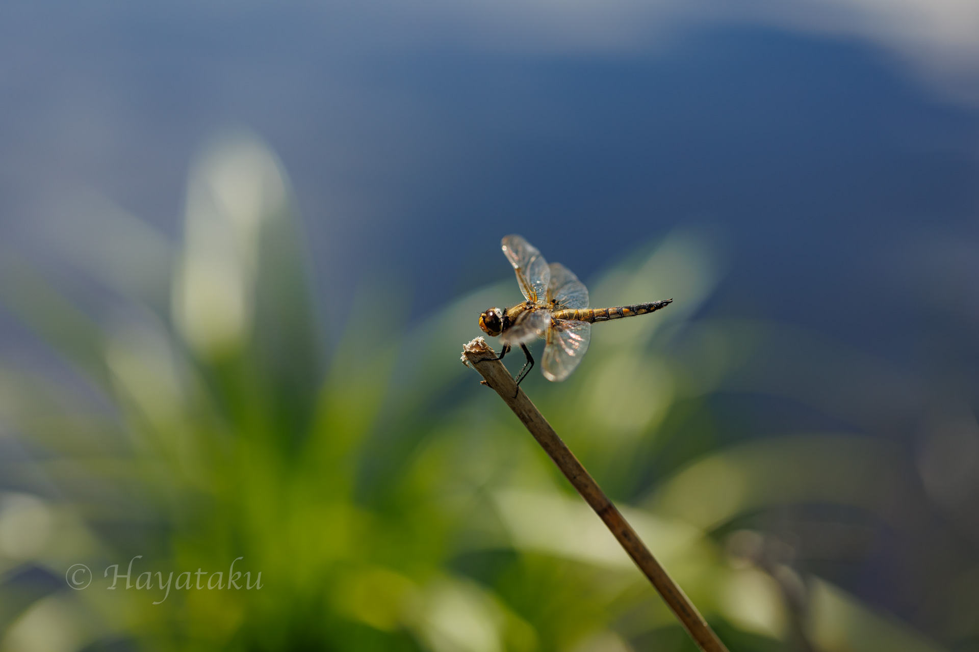 ヨツボシトンボ