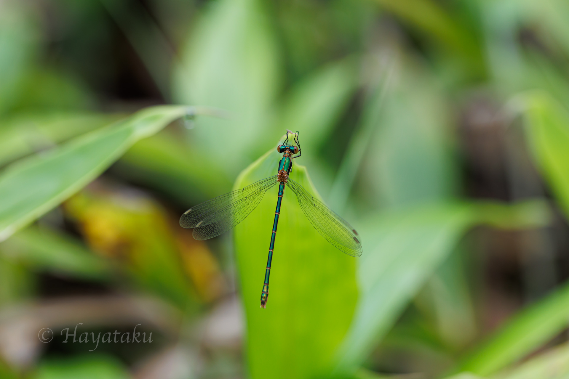 アオイトトンボ