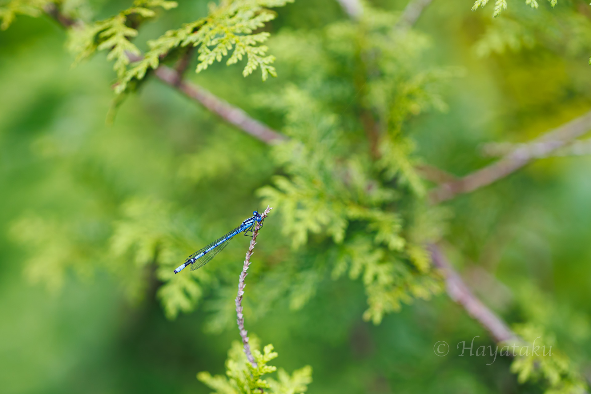 ルリイトトンボ