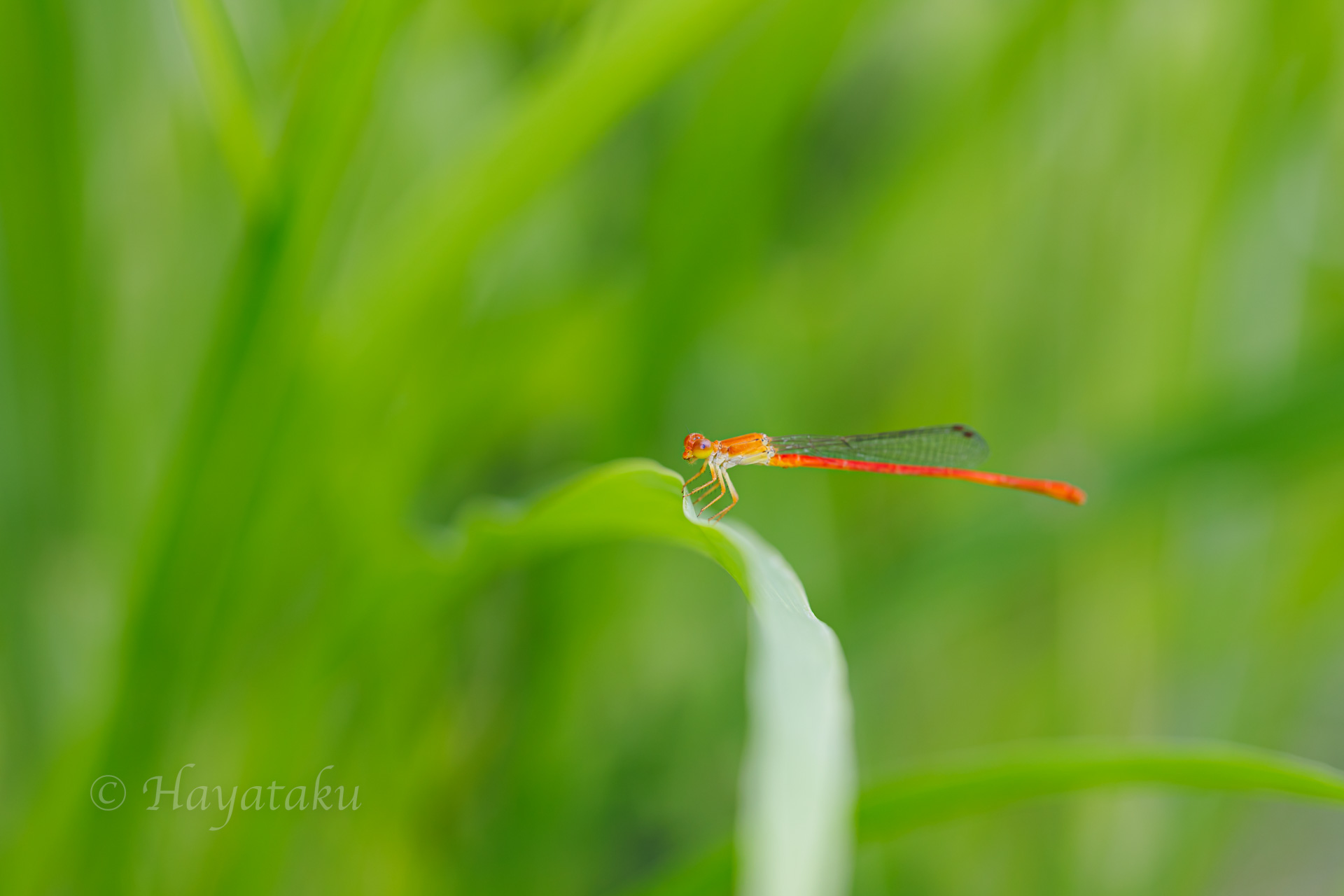 ベニイトトンボ