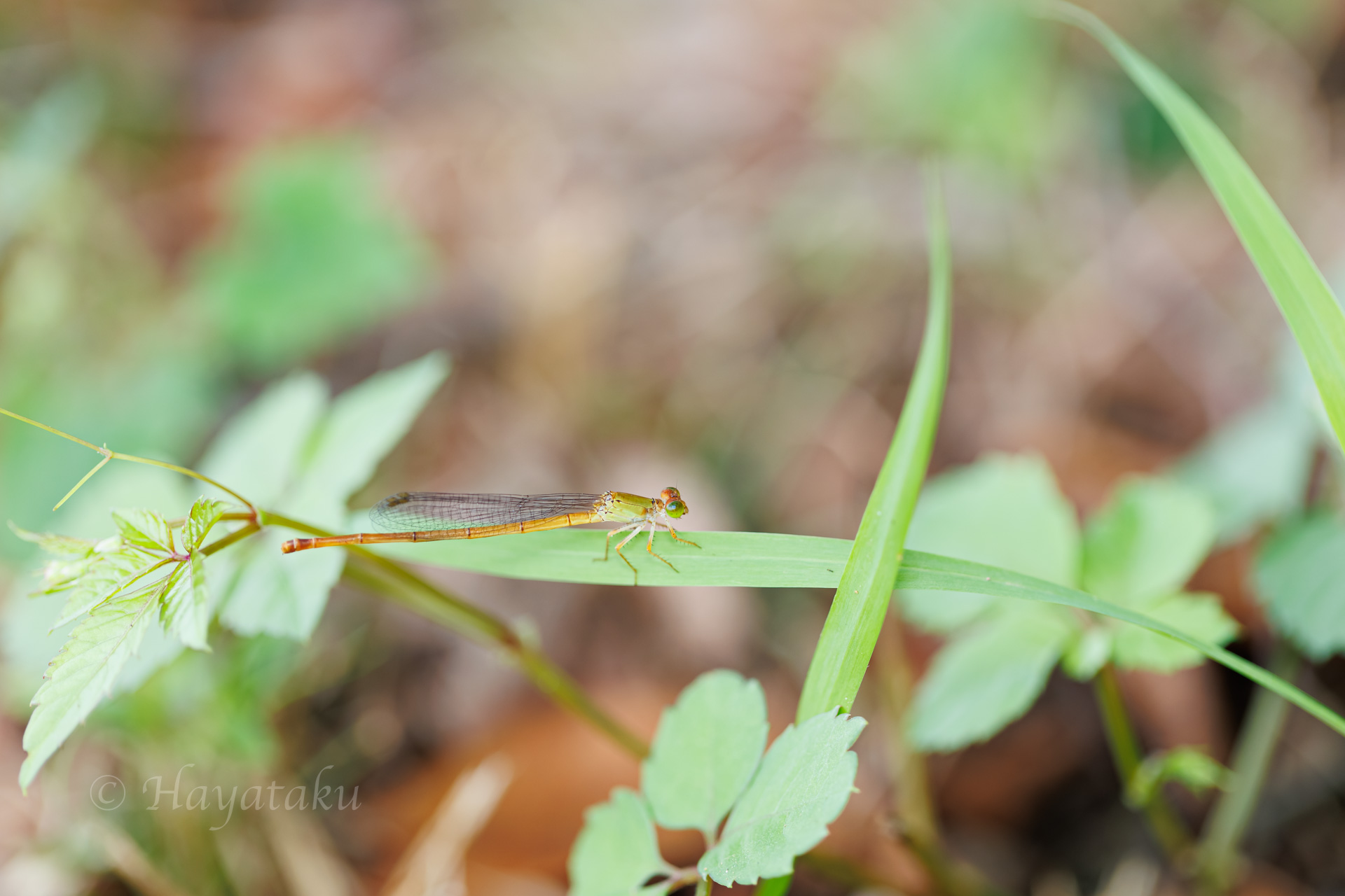 ベニイトトンボ