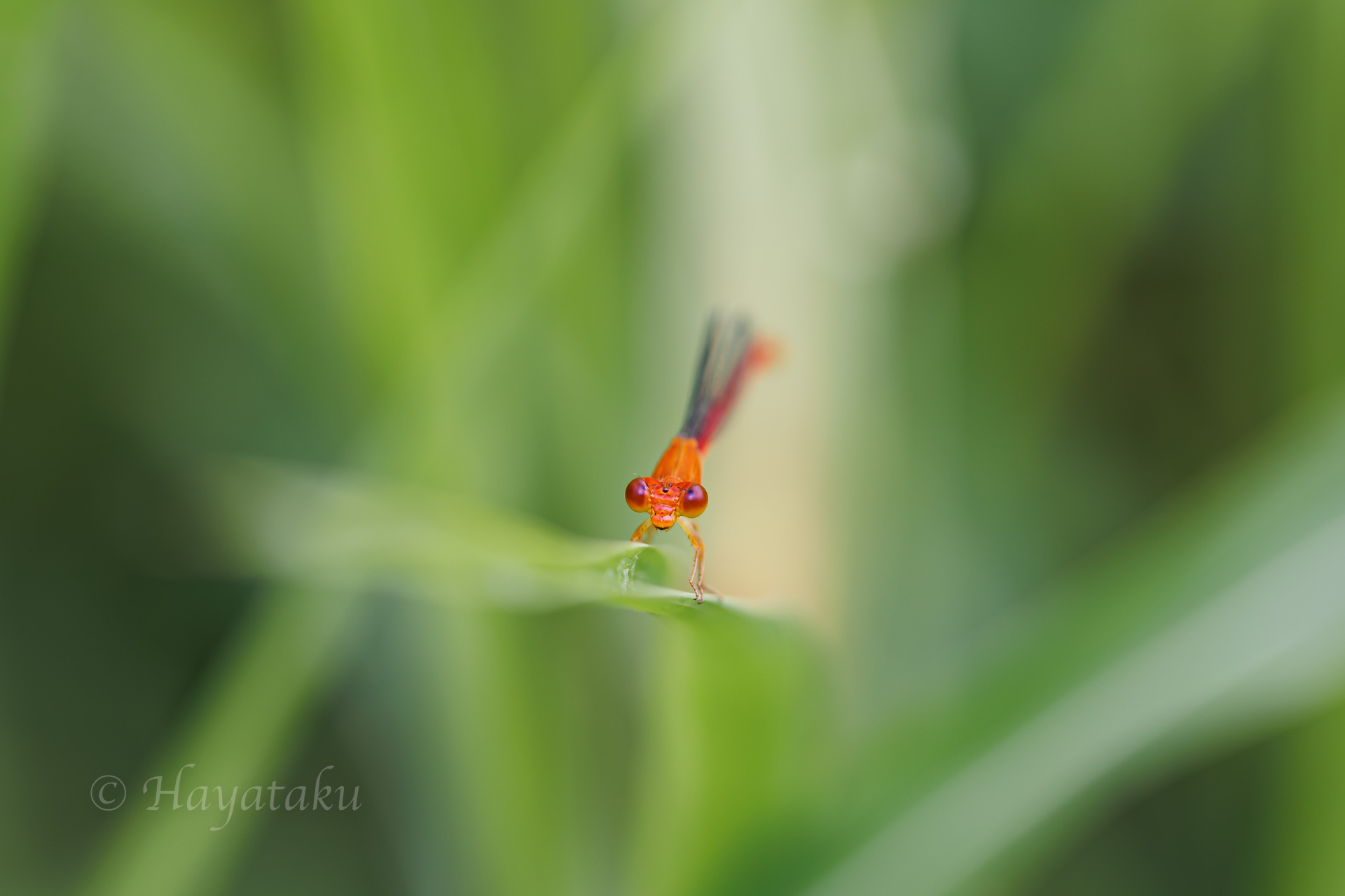 ベニイトトンボ