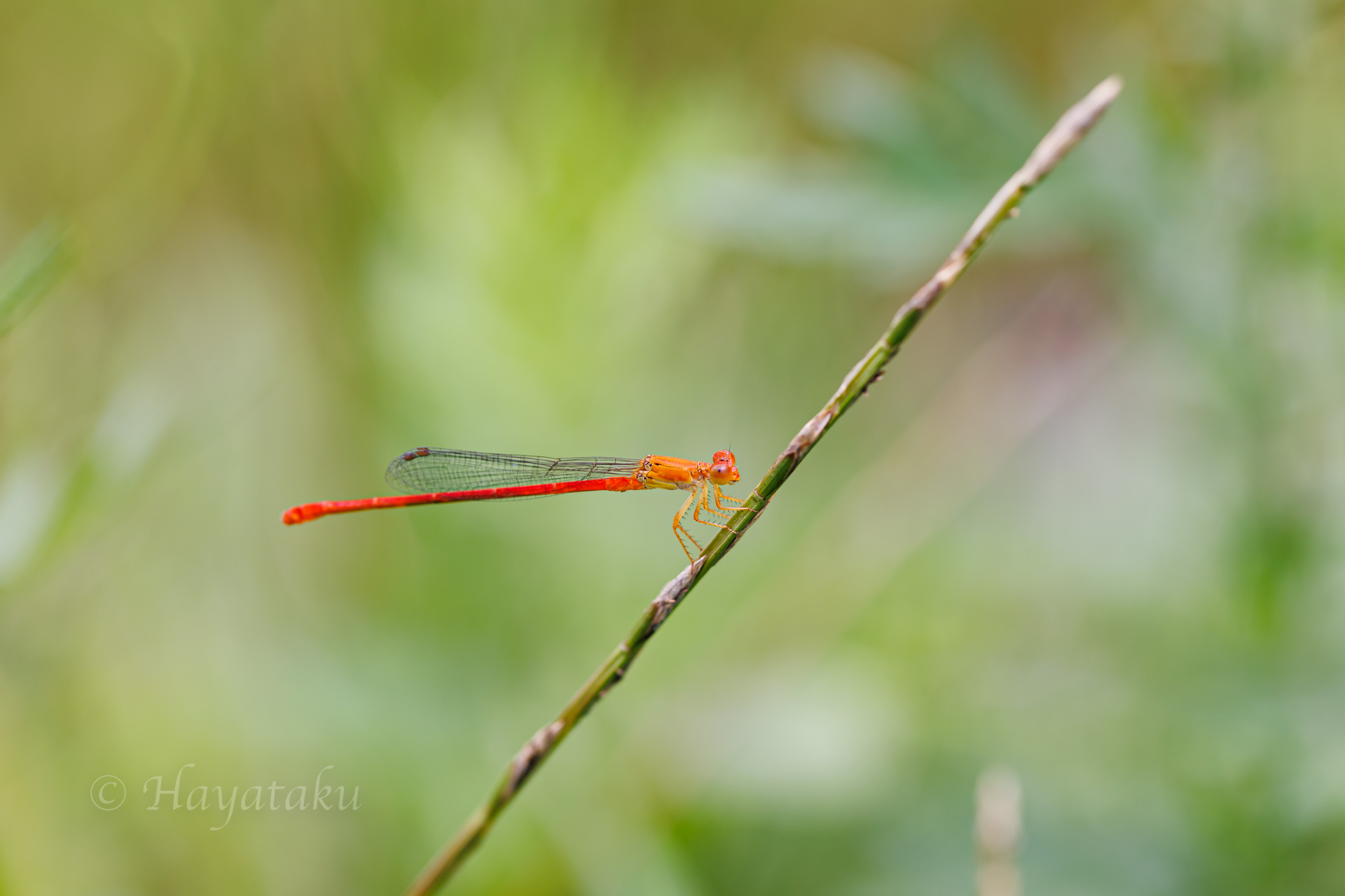 ベニイトトンボ