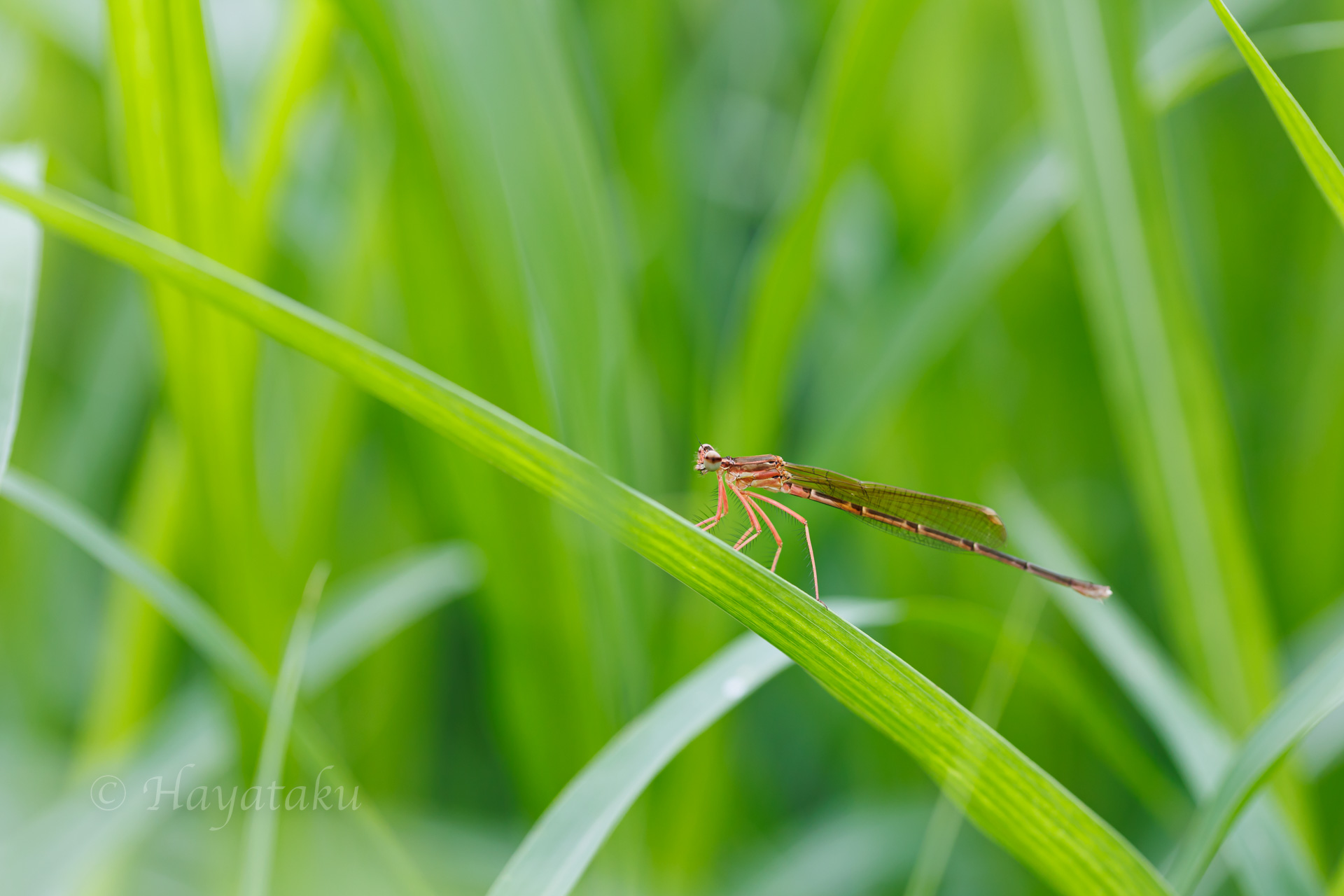 オオモノサシトンボ