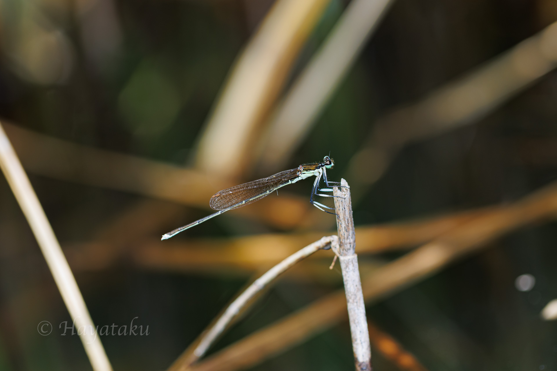 オオモノサシトンボ