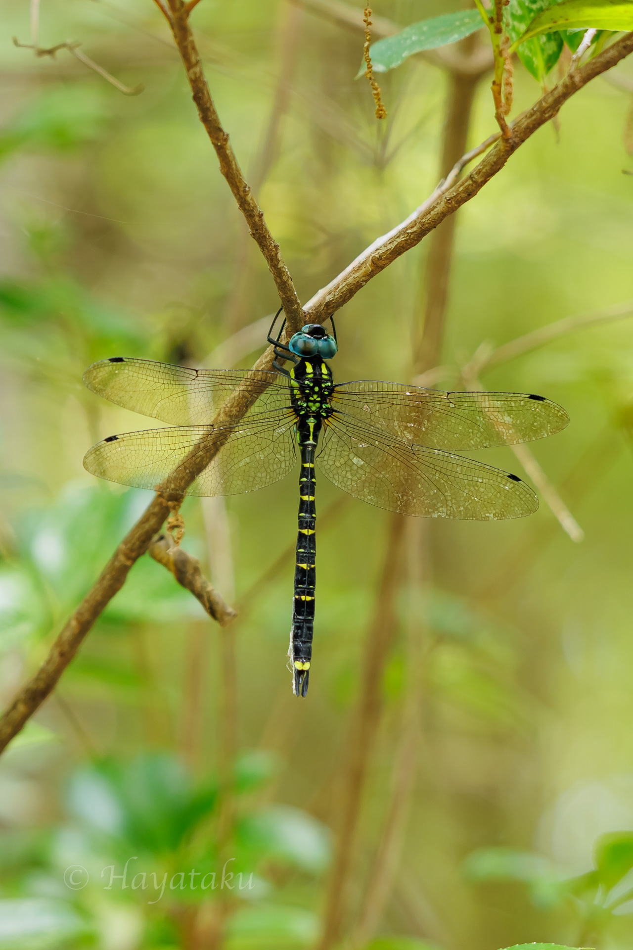 ヤブヤンマ
