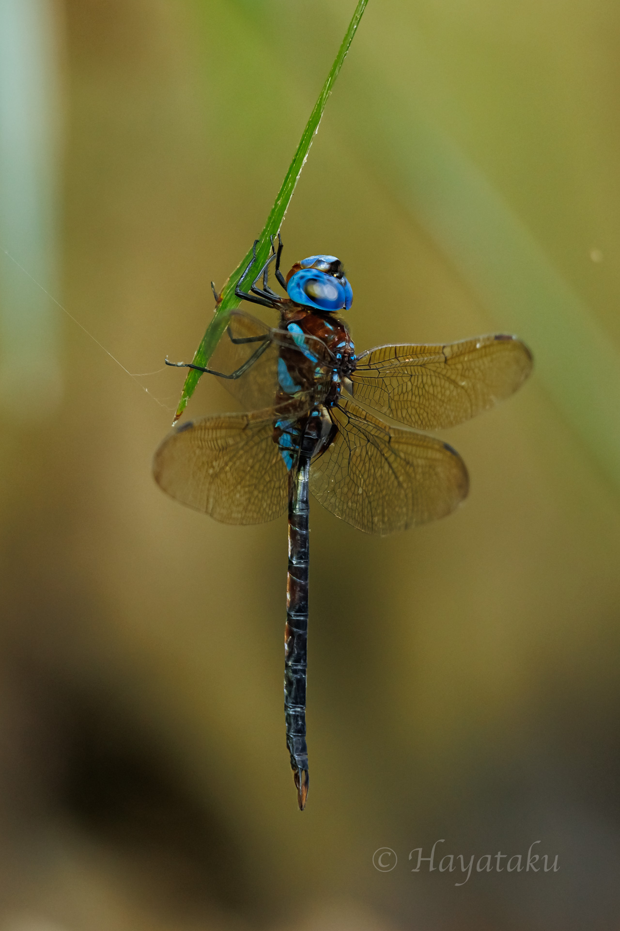 マルタンヤンマ
