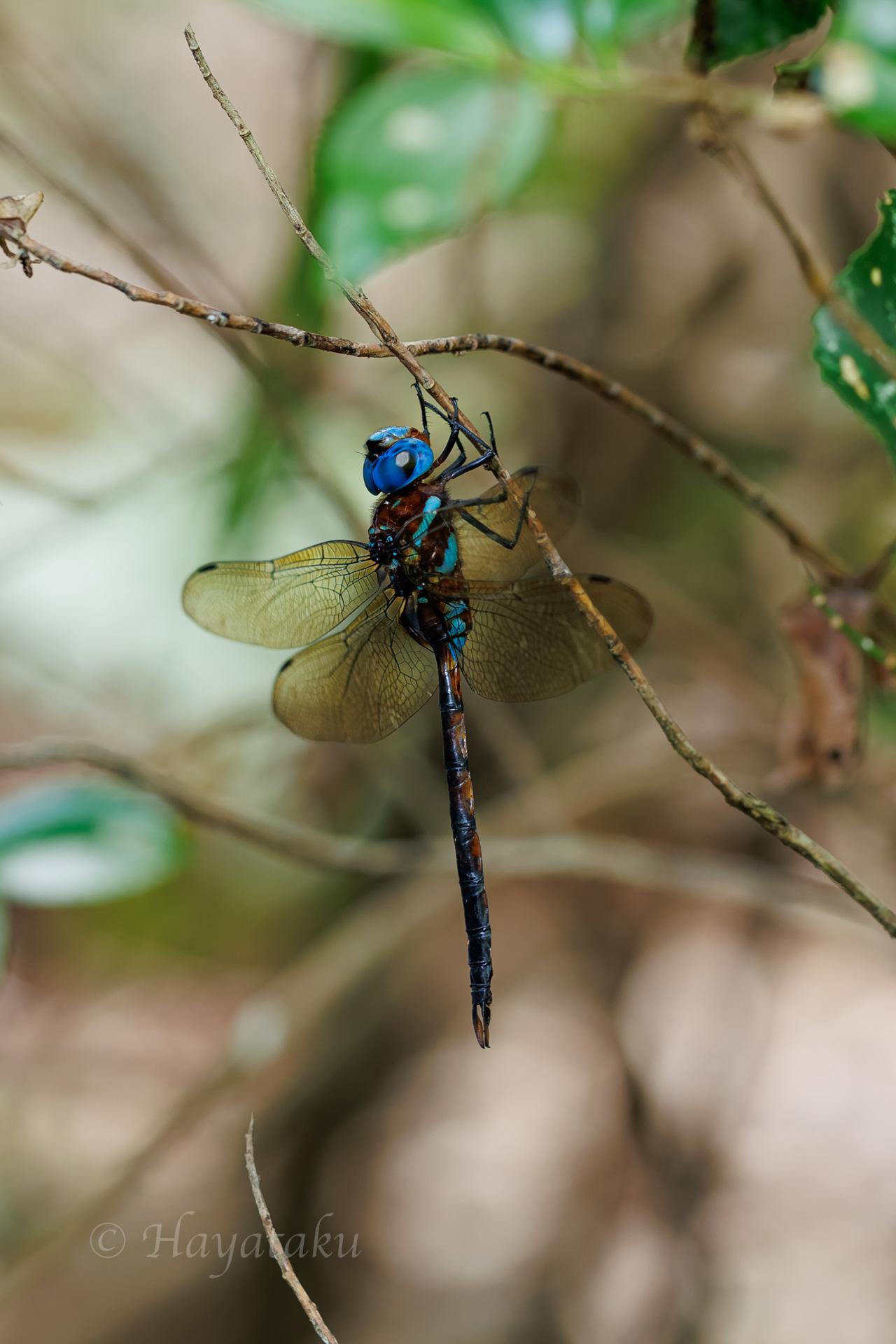 マルタンヤンマ
