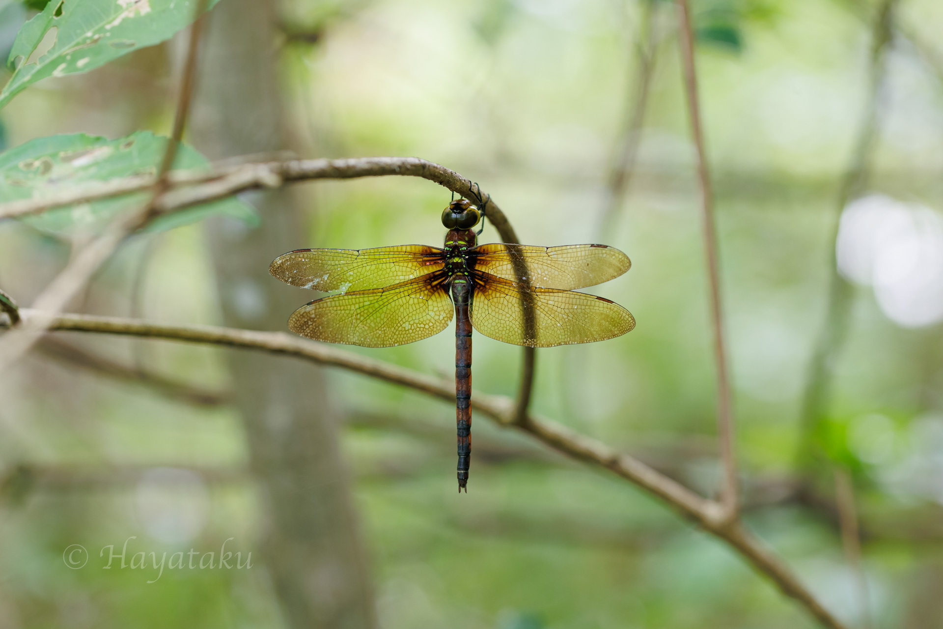 マルタンヤンマ