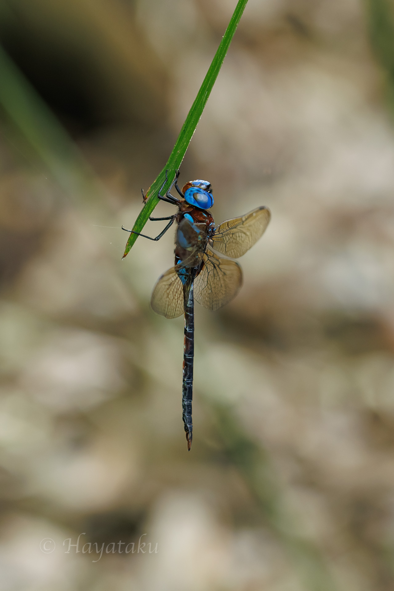 マルタンヤンマ